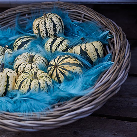 Pumpkins & blue feathers: eyecatcher!