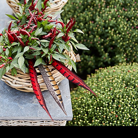 Spice up your flower arrangements with these colored pheasant feathers.