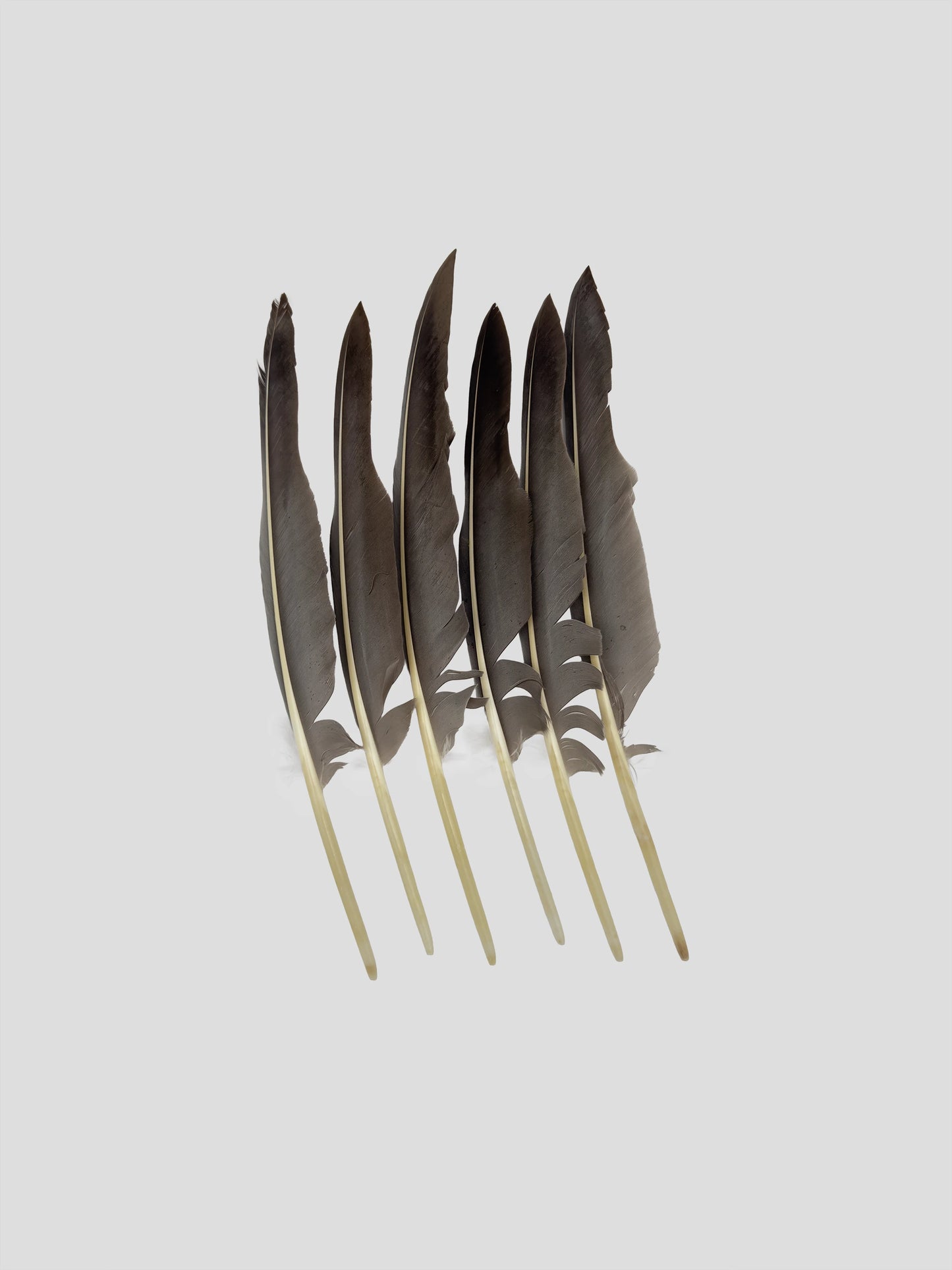 Quills 25-30cm white