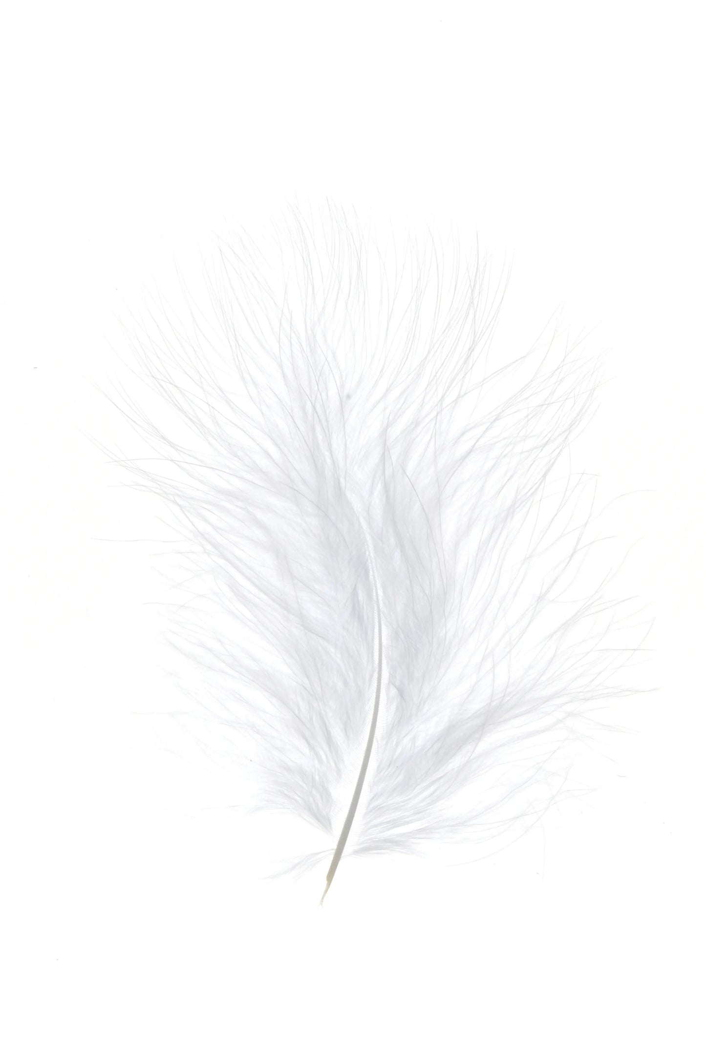 Marabú 12-15cm blanco