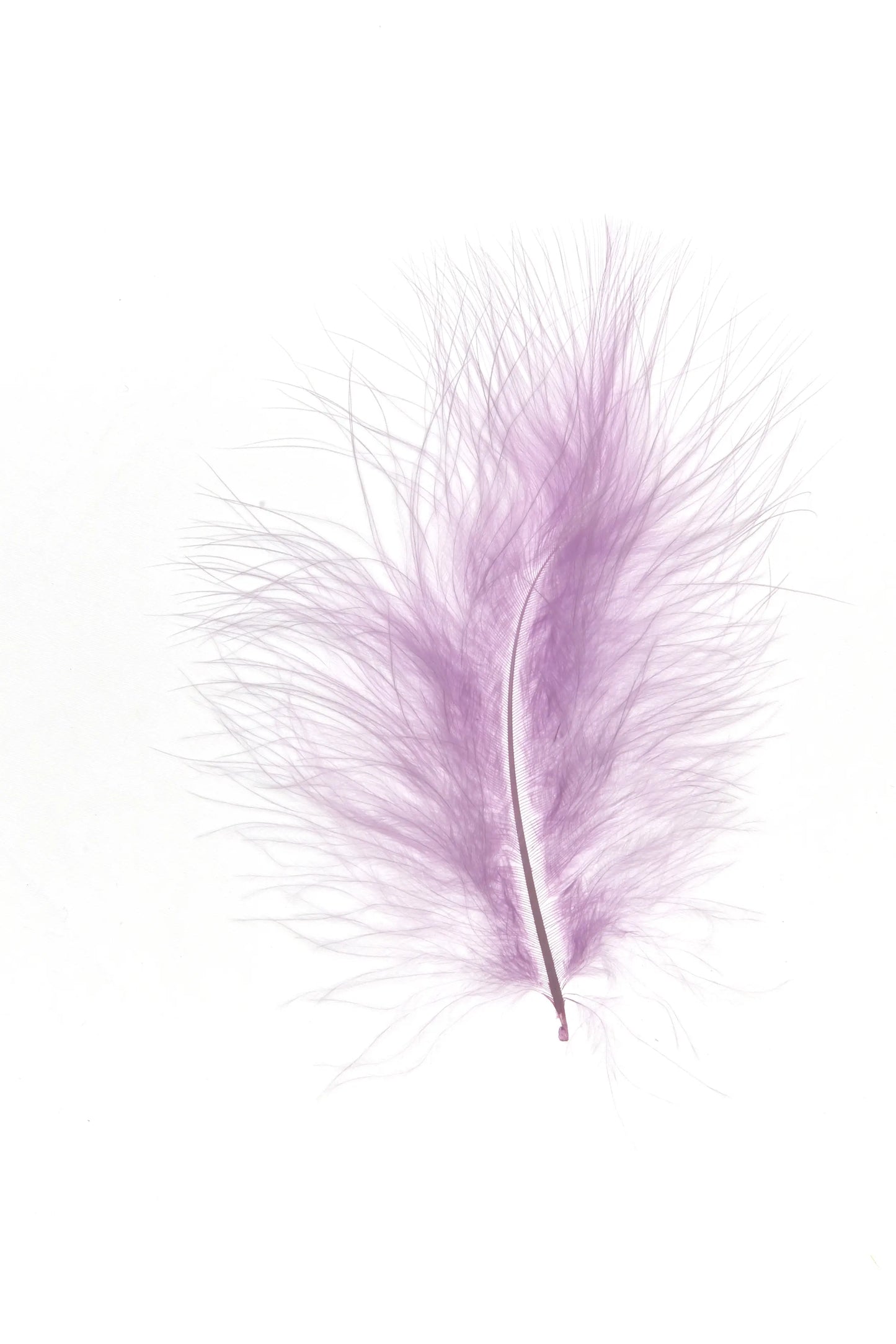 Marabú 12-15cm lavanda