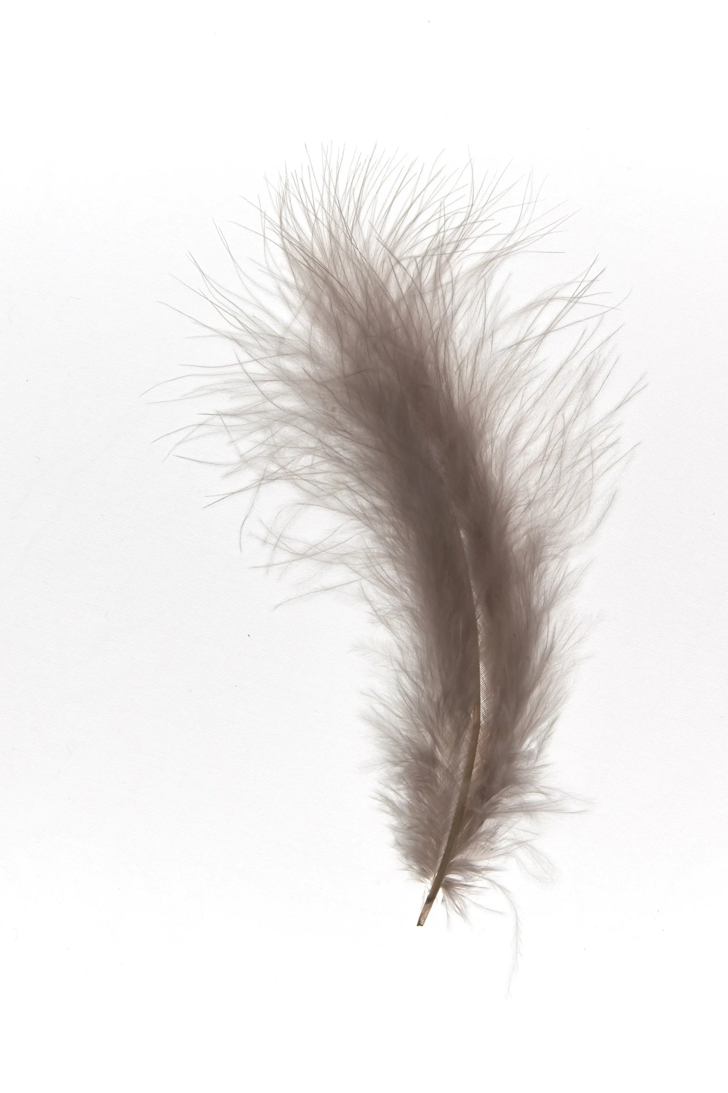 Marabú 12-15cm topo