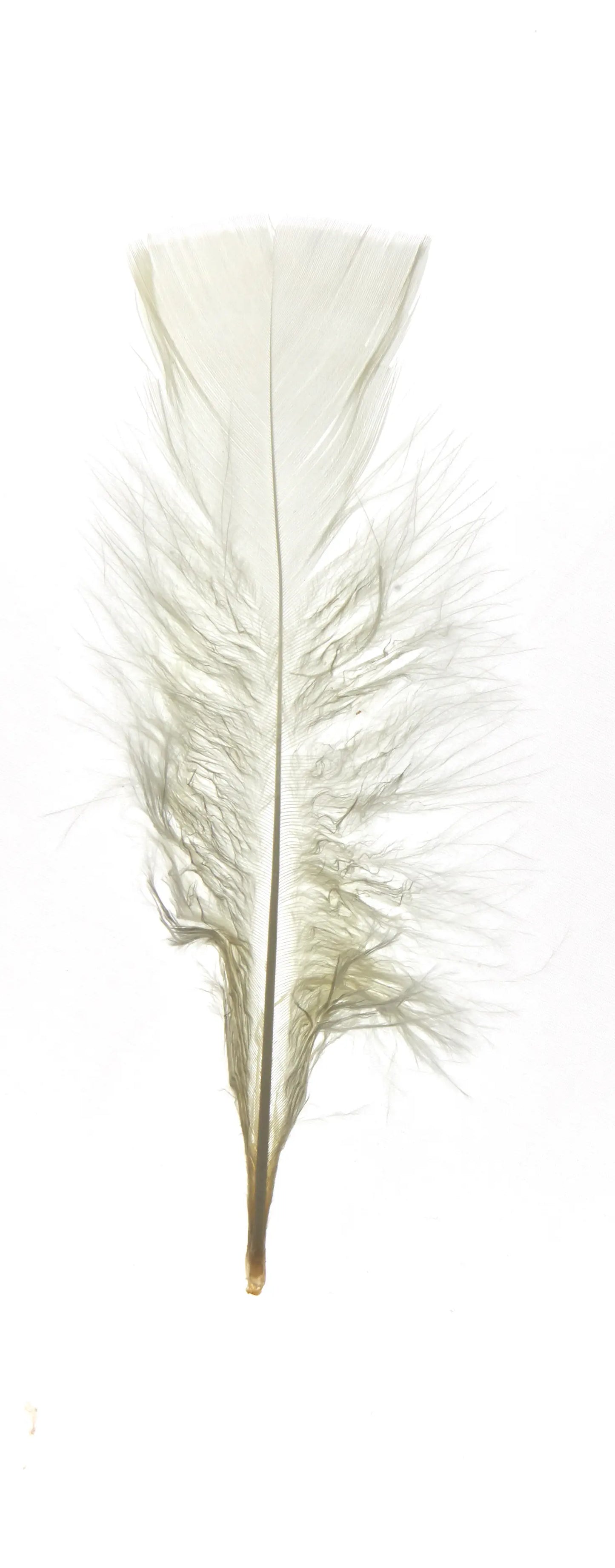 Plumas planas 15cm nácar