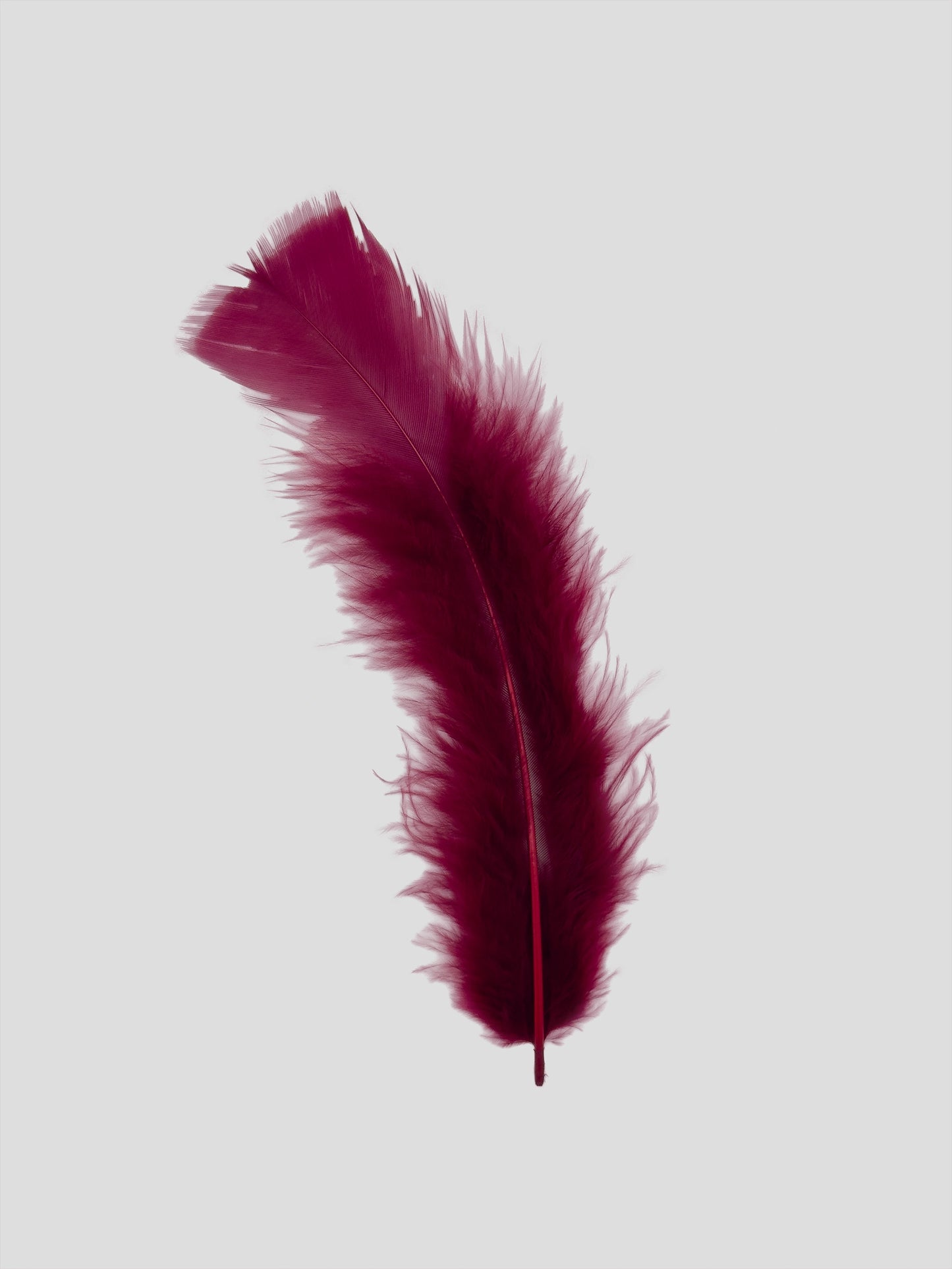 Piume piatte 15cm bordeaux