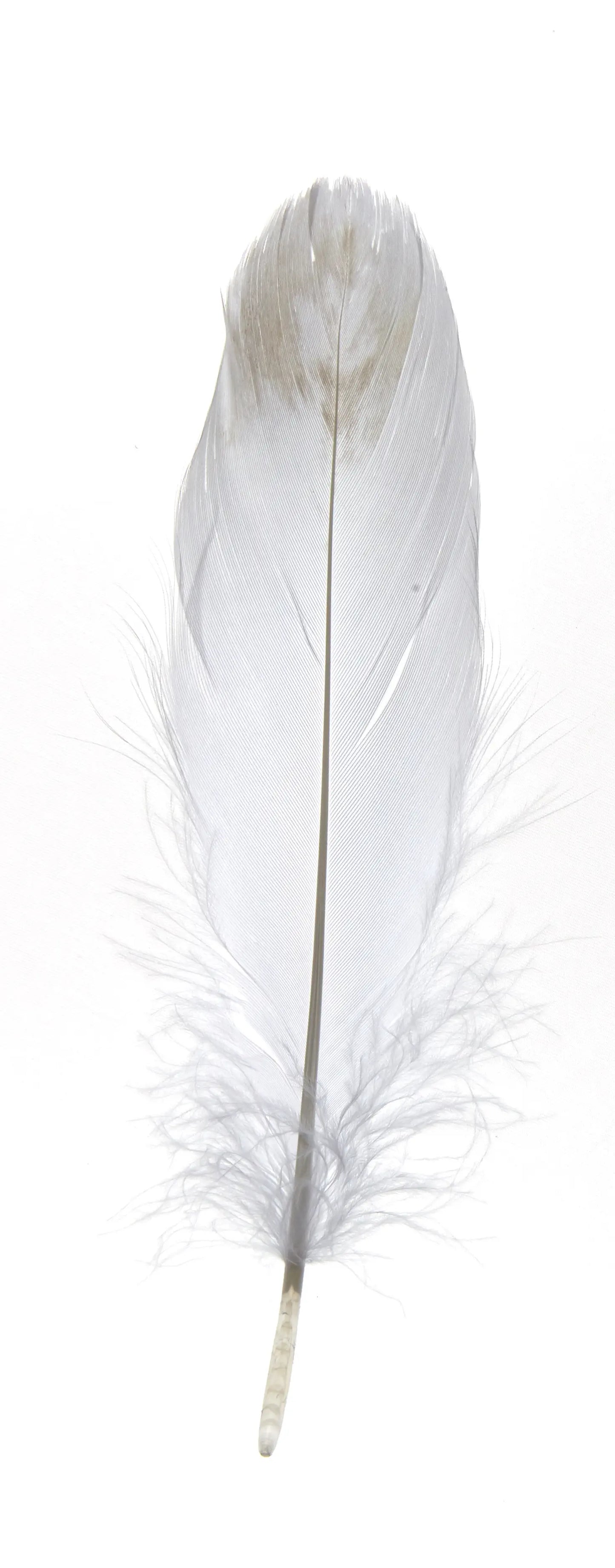 Ganso nagoire 12-15cm blancas