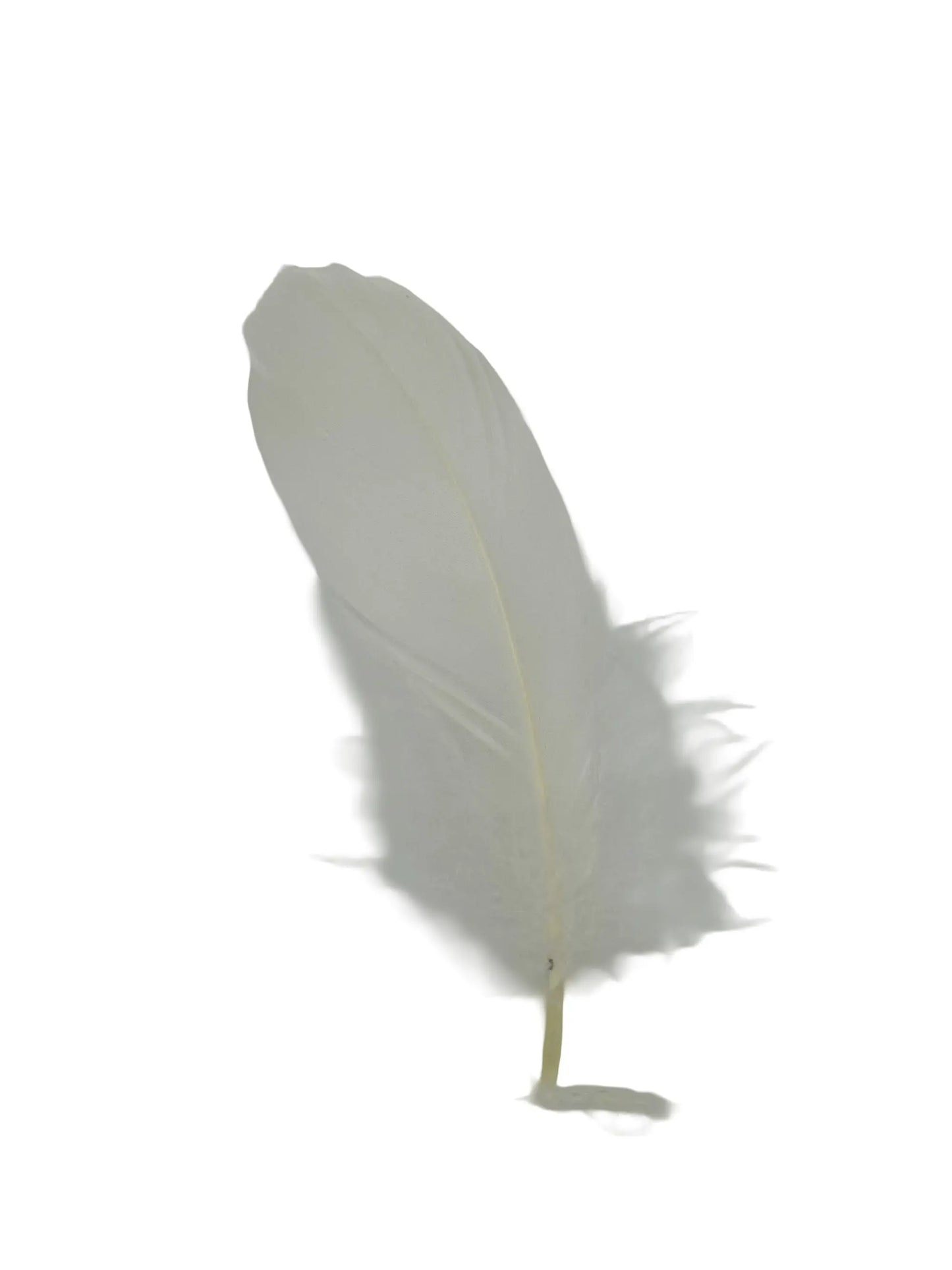 Ganso nagoire 12-15cm nácar