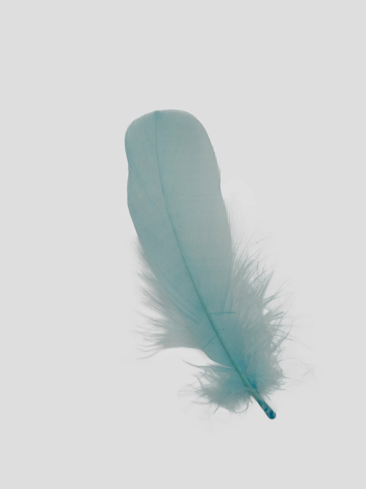 Nageoires 12-15cm lichtblauw