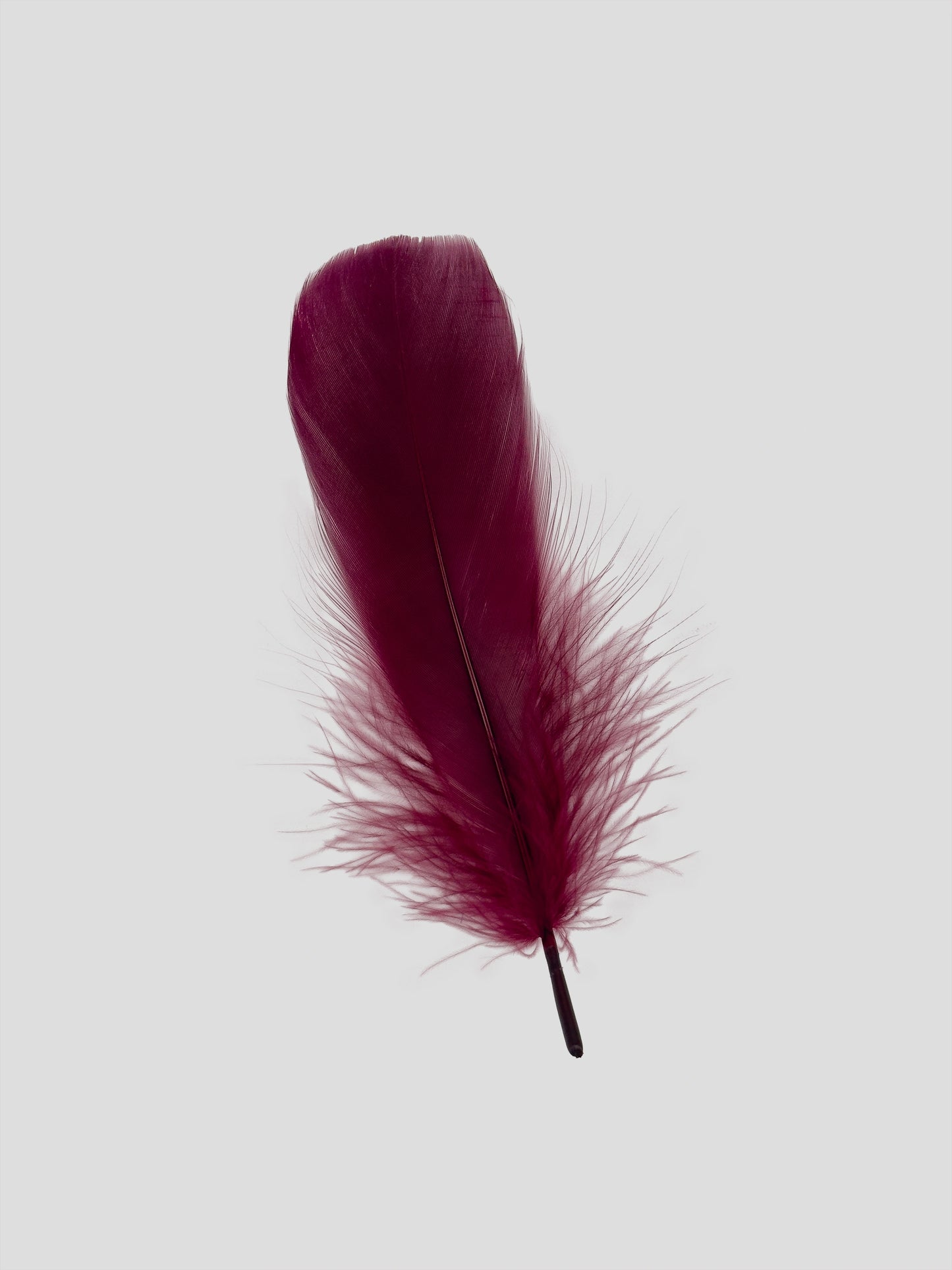 Fins 12-15cm burgundy