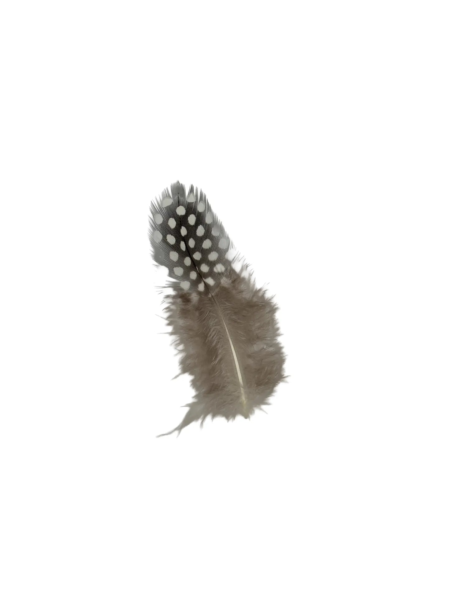 Gallina de guinea 5-10cm natural