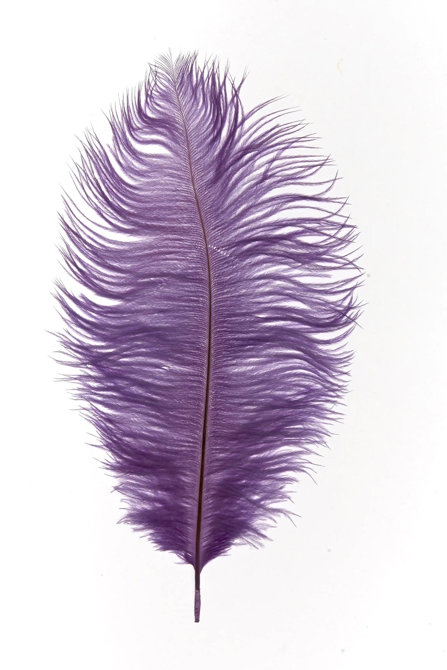 Drabs 30-35cm violeta