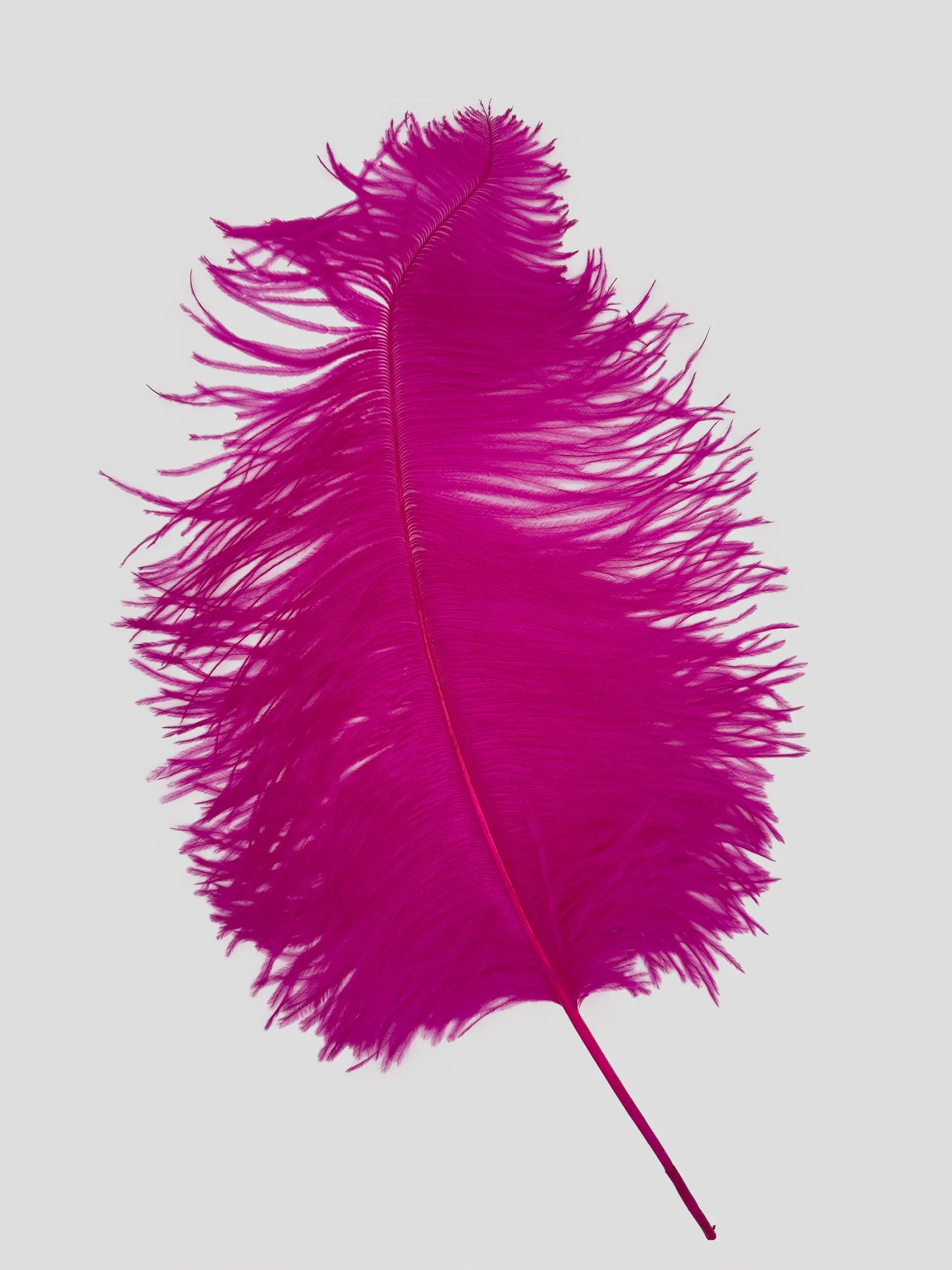 Sederia 66cm fuchsia