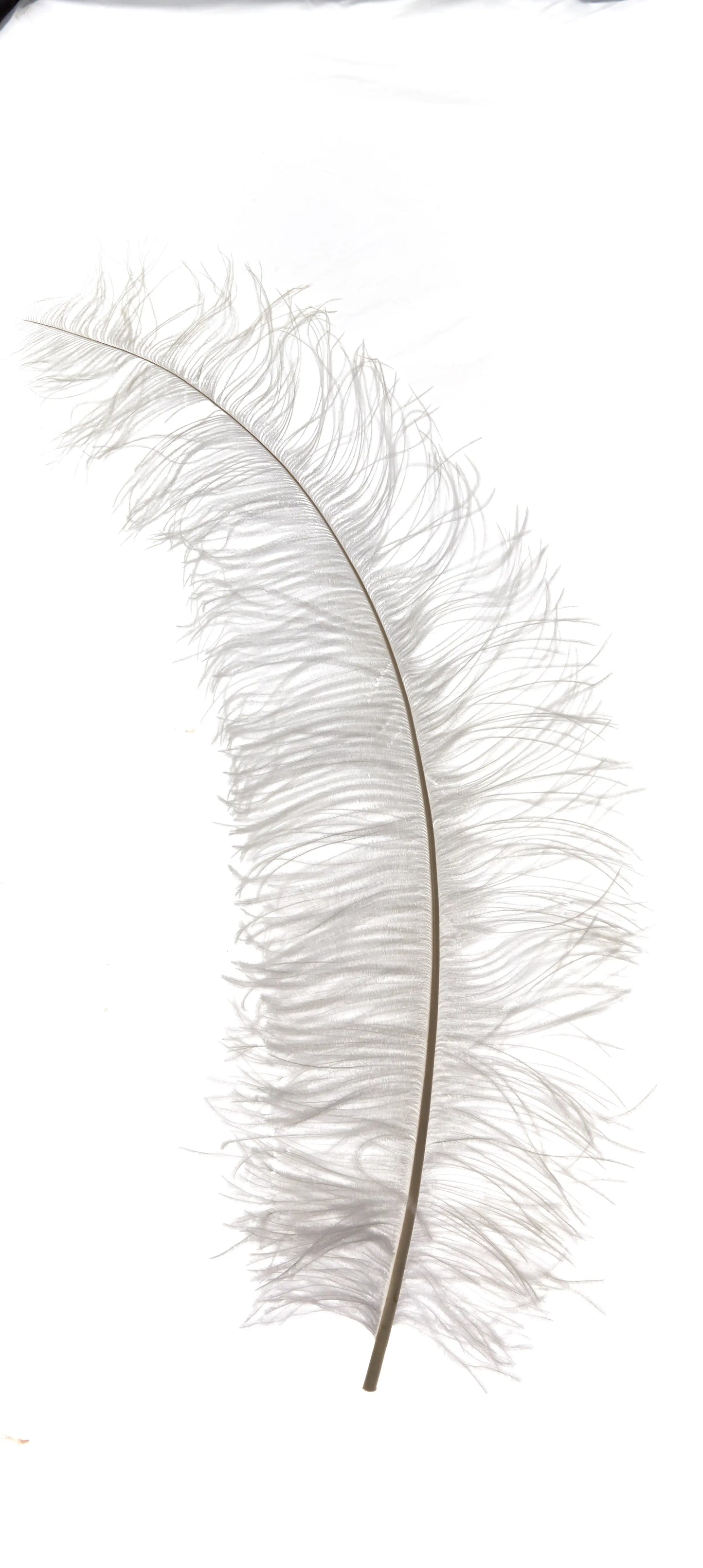 Spadona 45-50cm blanco