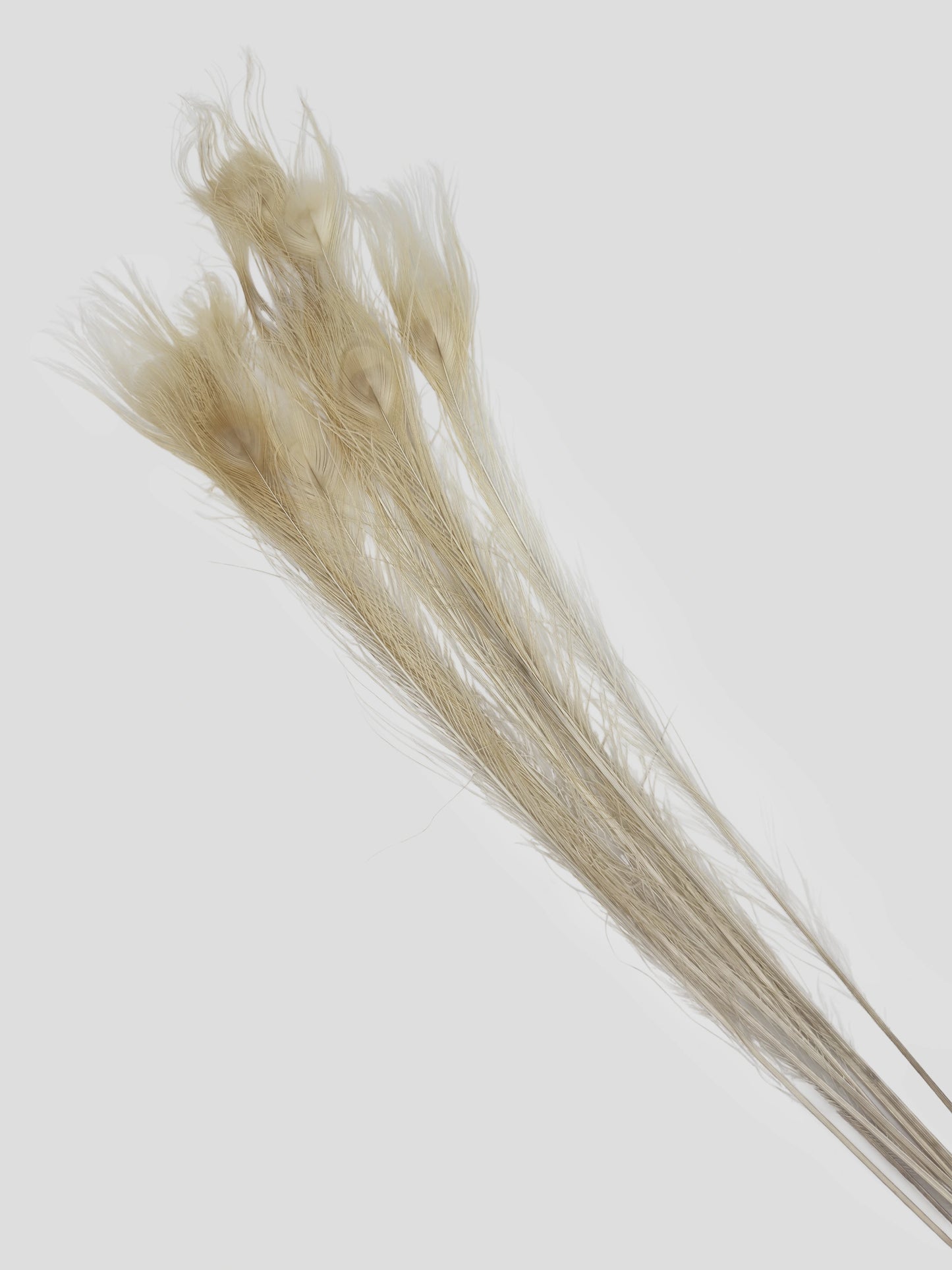 Pauwenveer ecru 90-100cm