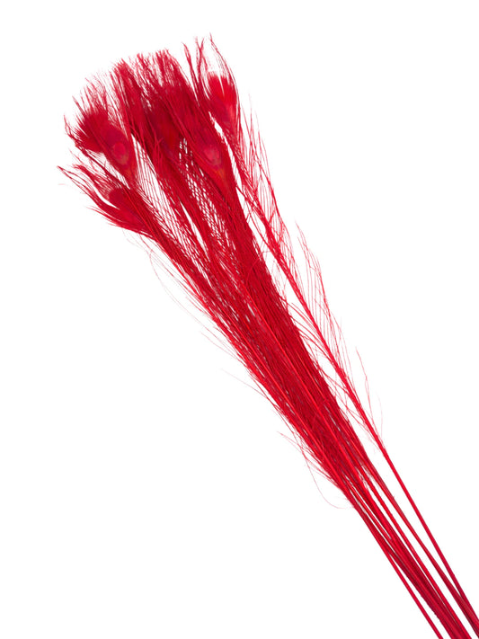 Pavo real rojo tomate 70-80cm