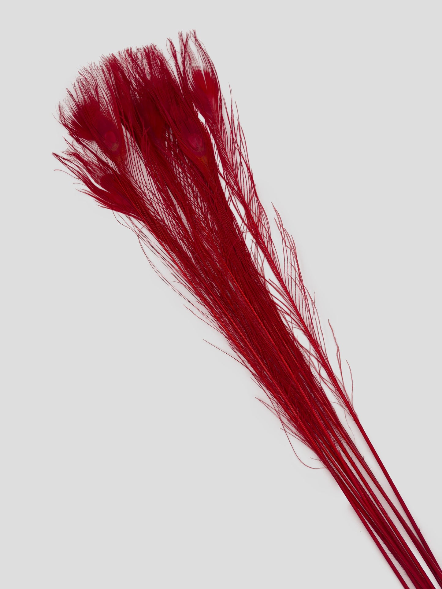 Pauw feather tomato red 70-80cm