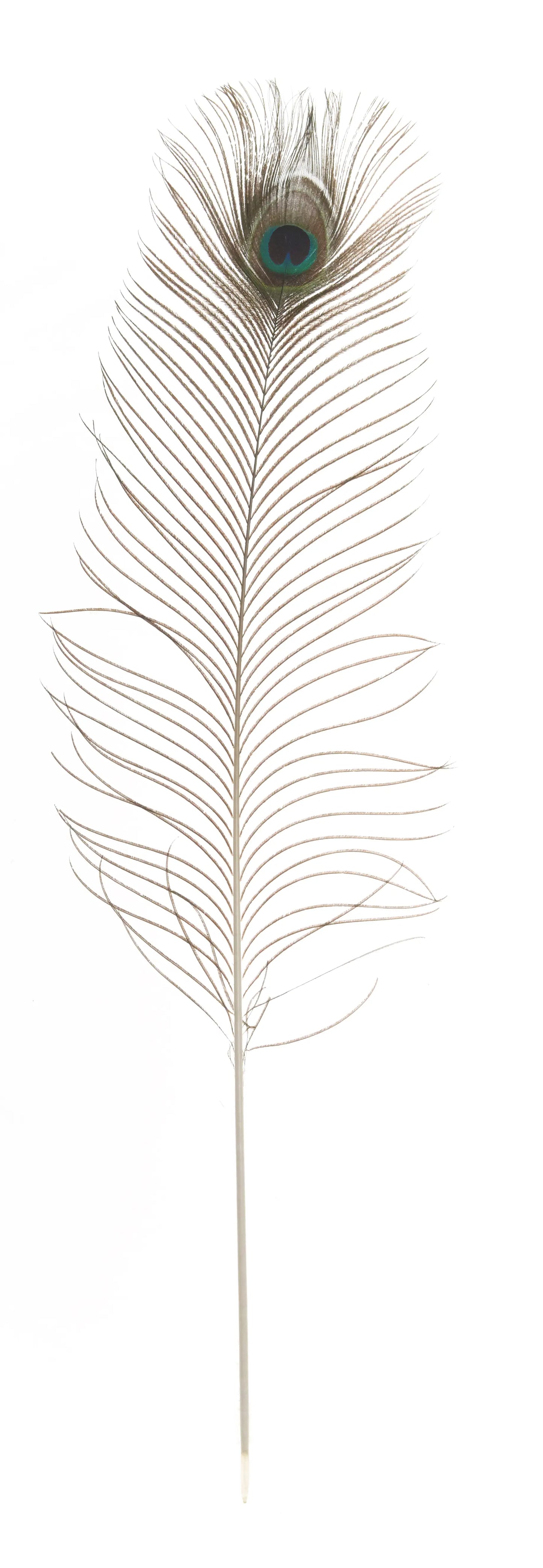Pavo real naturaleza 70-90cm