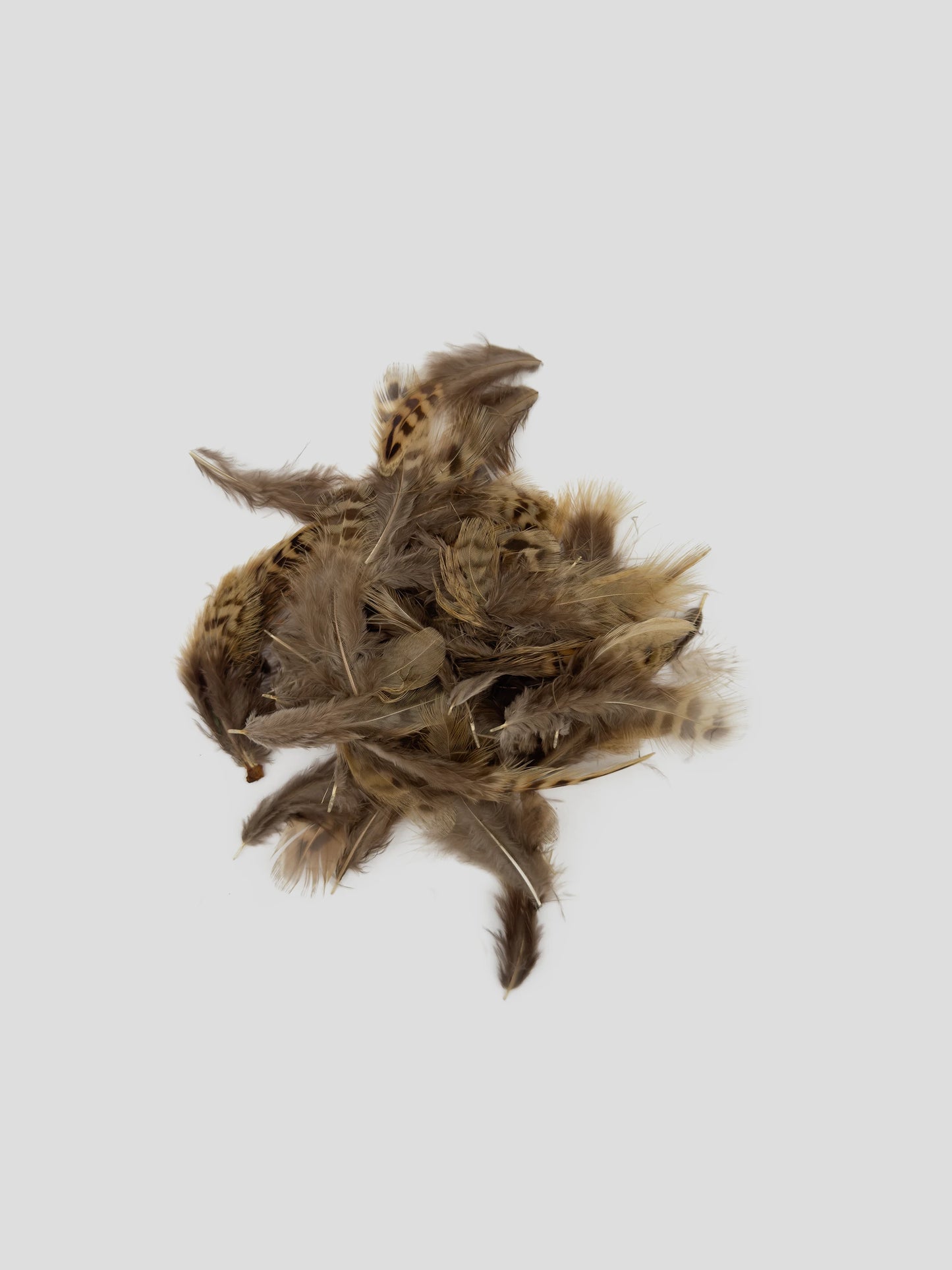 fazant plumage gestreept