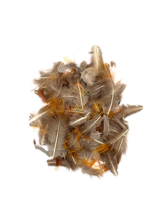 Piumaggio di fagiano dorato giallo 100gr
