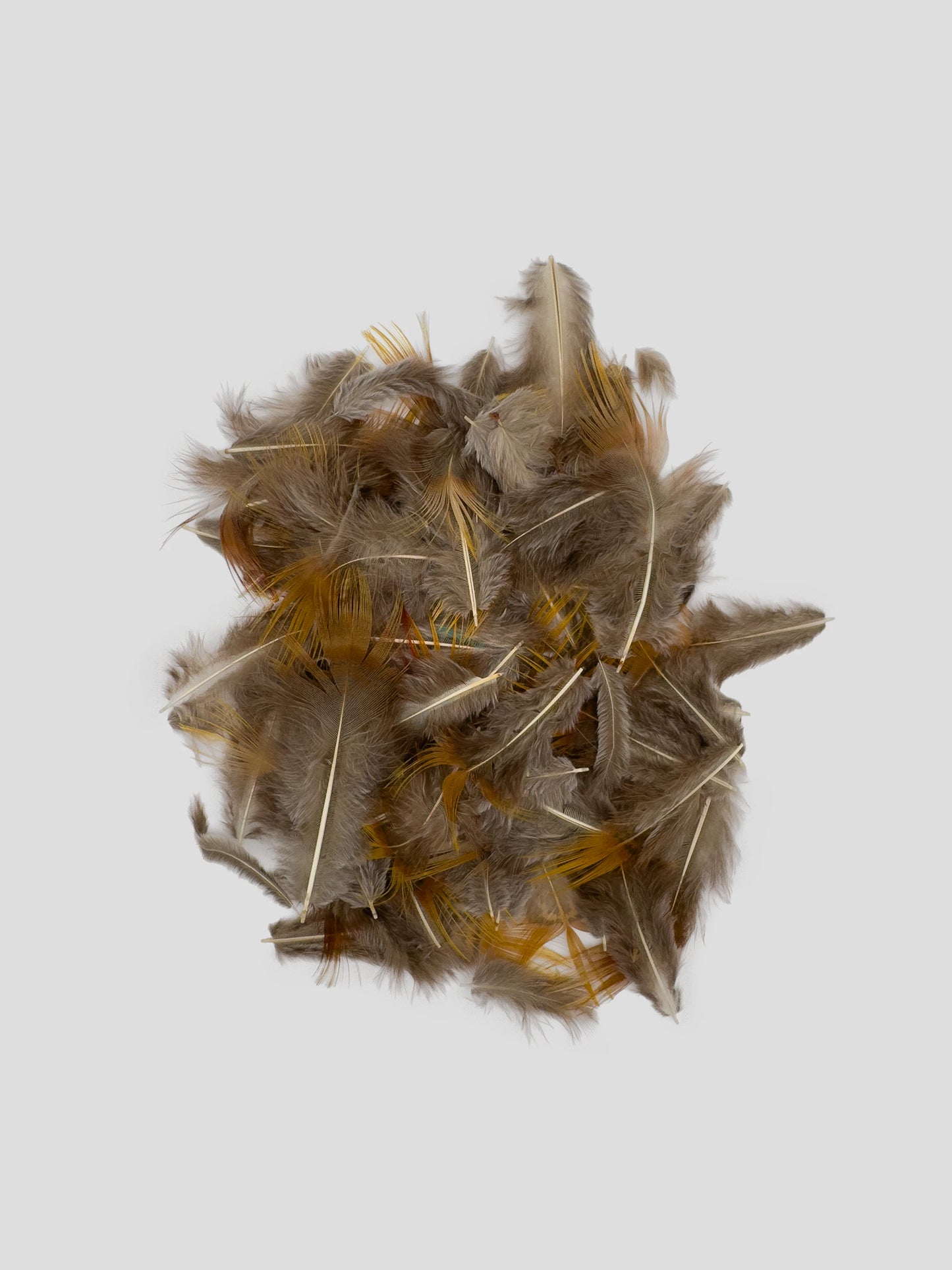 Goudfazant plumage geel 100gr