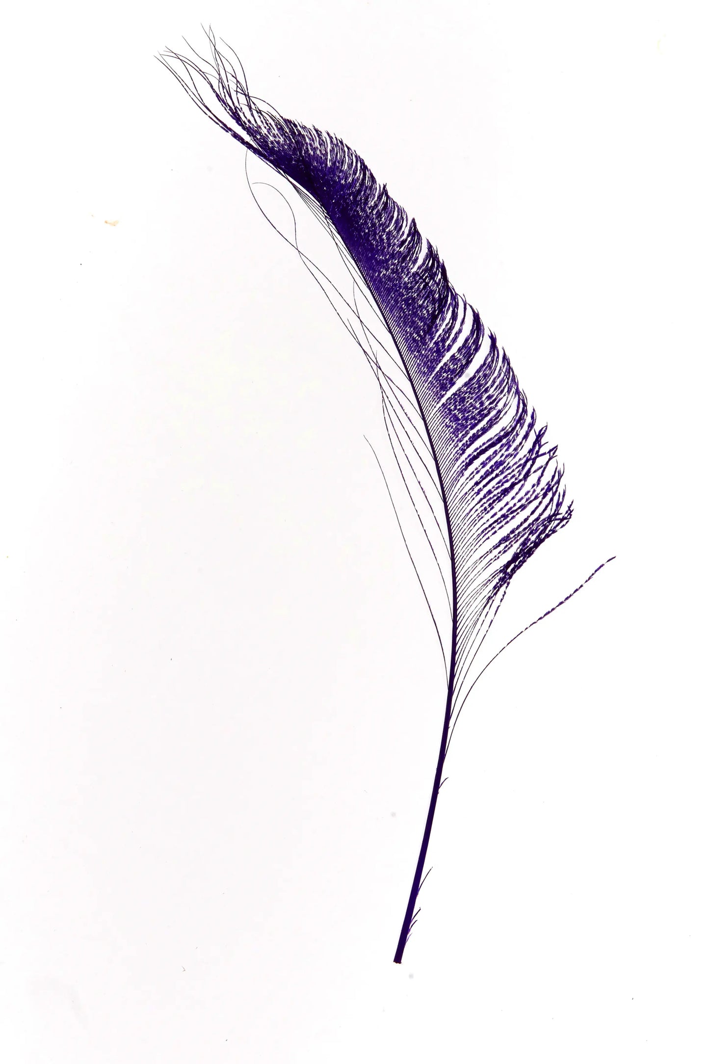 Bordes de pavo real 30-35cm morado