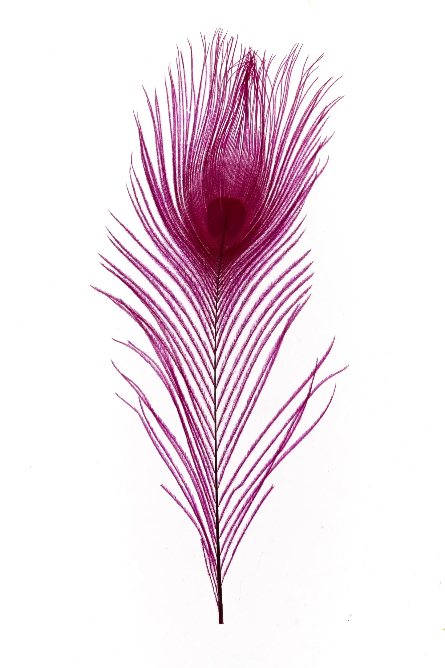 Pavo real 25-30cm fucsia
