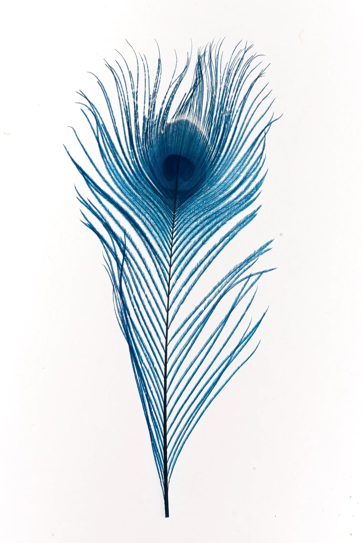 Pavo real 25-30cm turquesa
