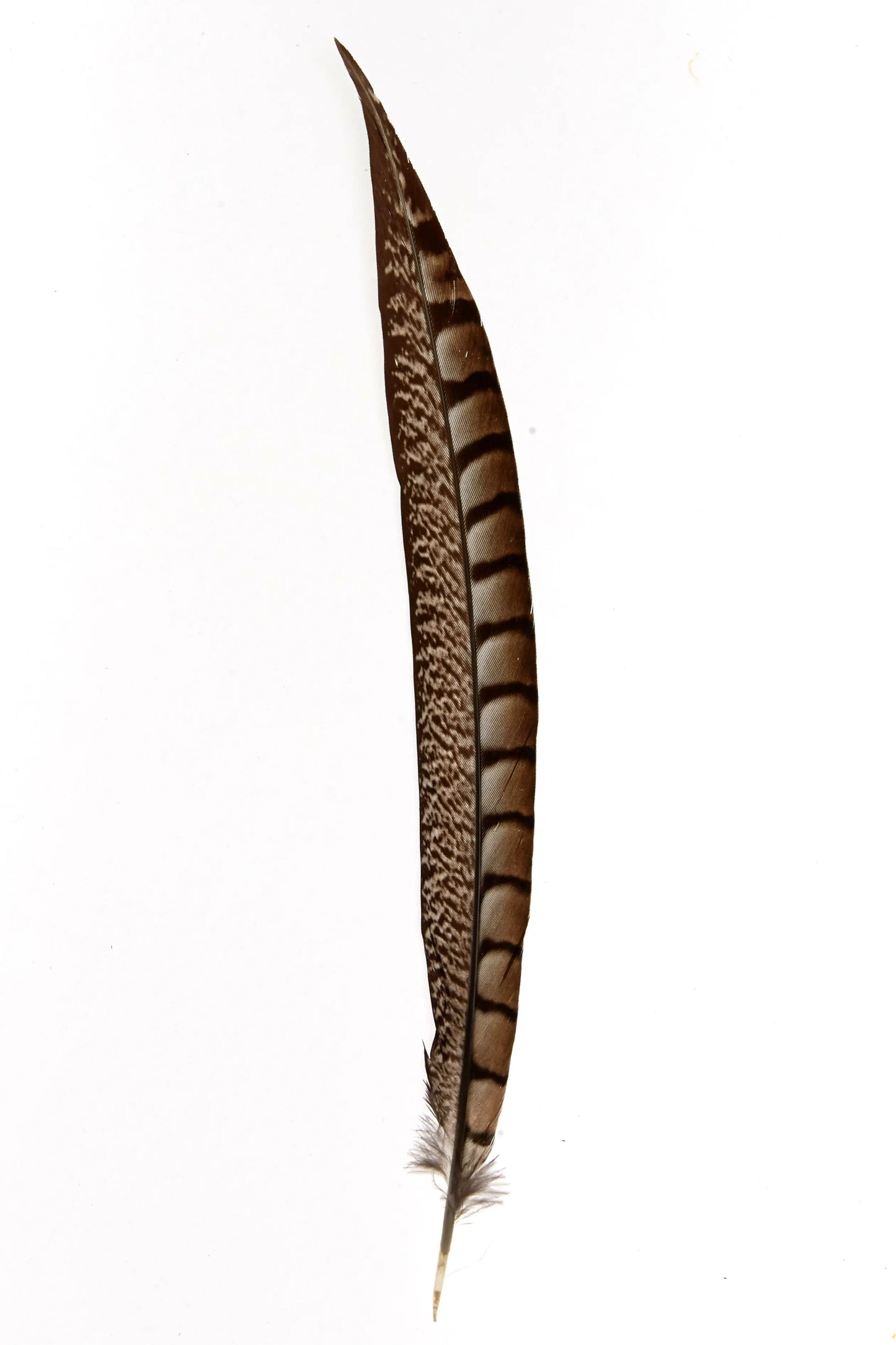 Lady faisán lados 30-35cm natural