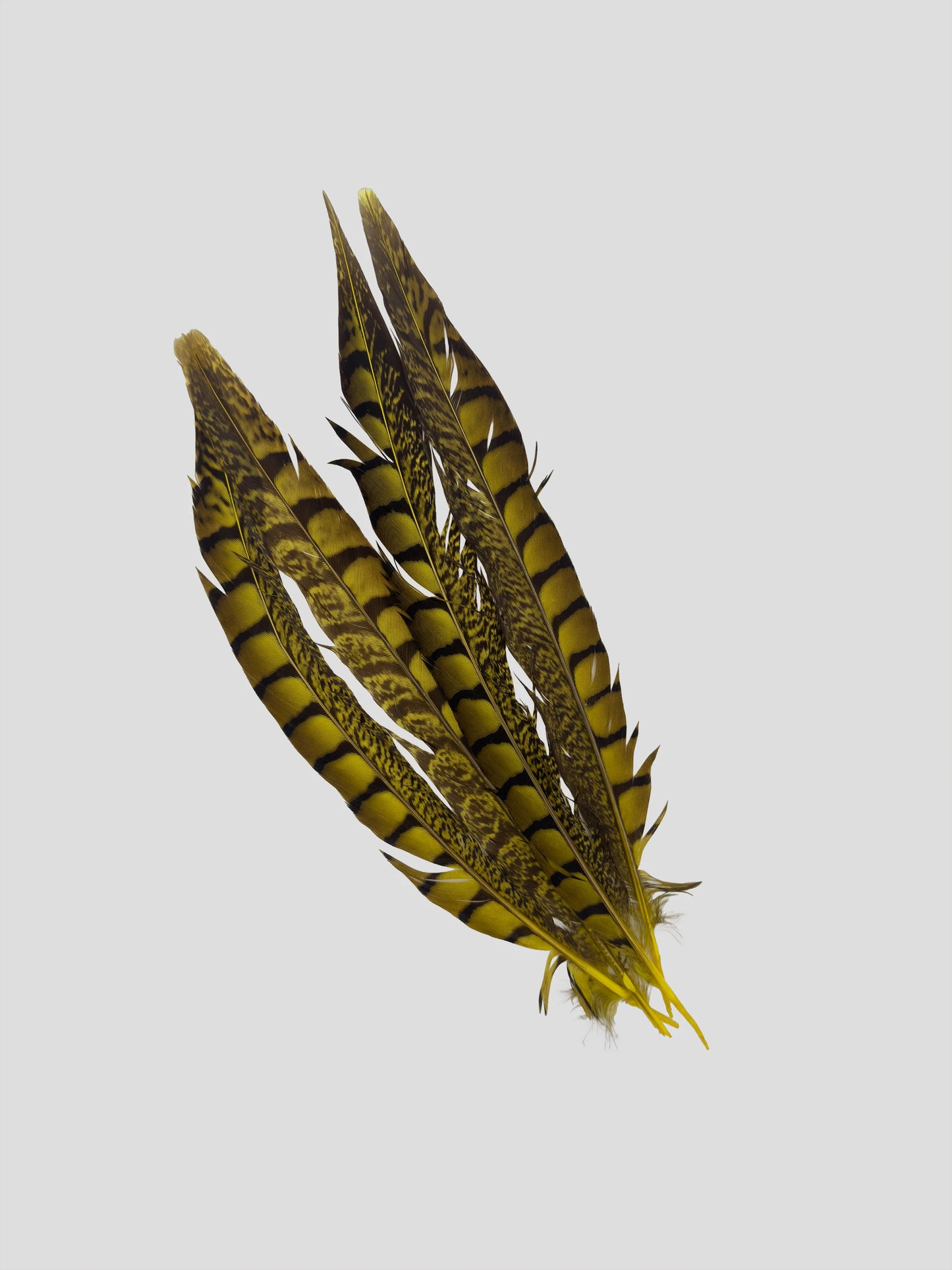 Lady fazant sides 30-35cm paasgeel