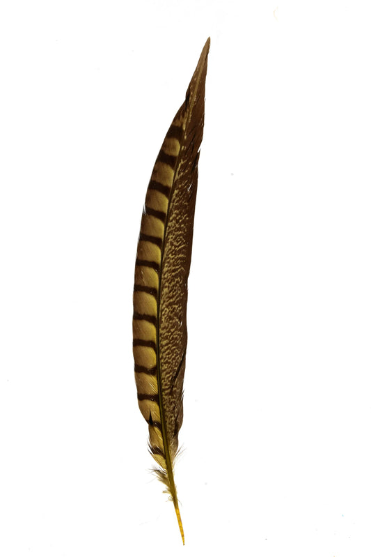 Fianchi di fagiana 30-35cm giallo pasqua