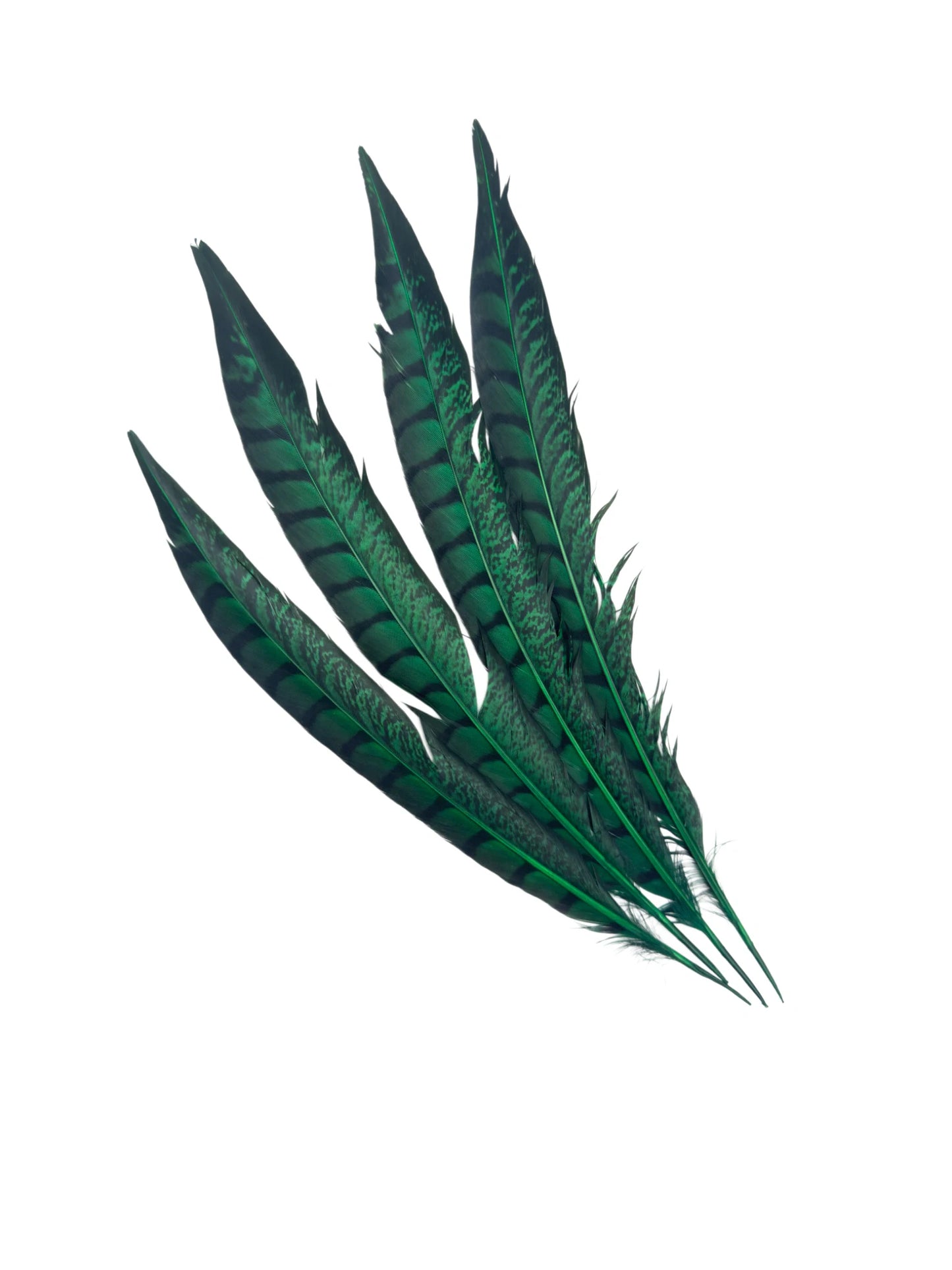 Lady faisán lados 30-35cm verde