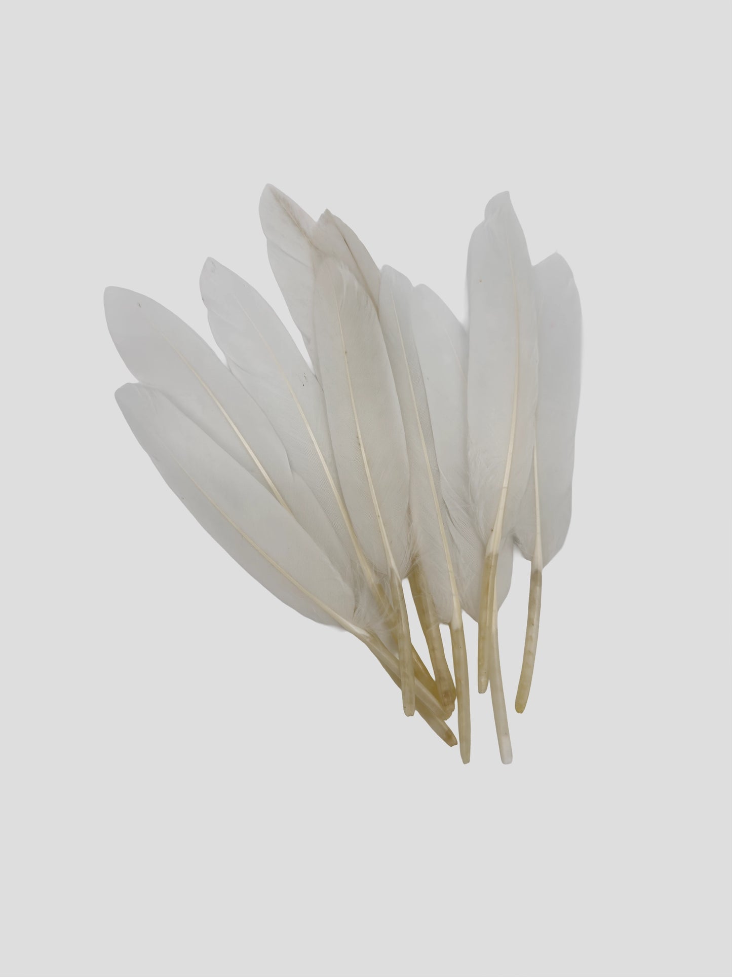 Piume d'oca 11-12cm bianche
