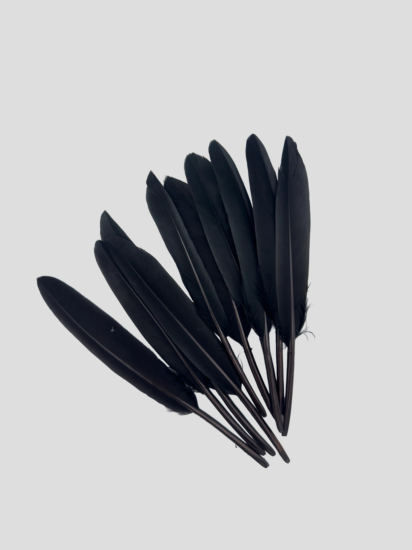 Ganzenveren 11-12cm zwart