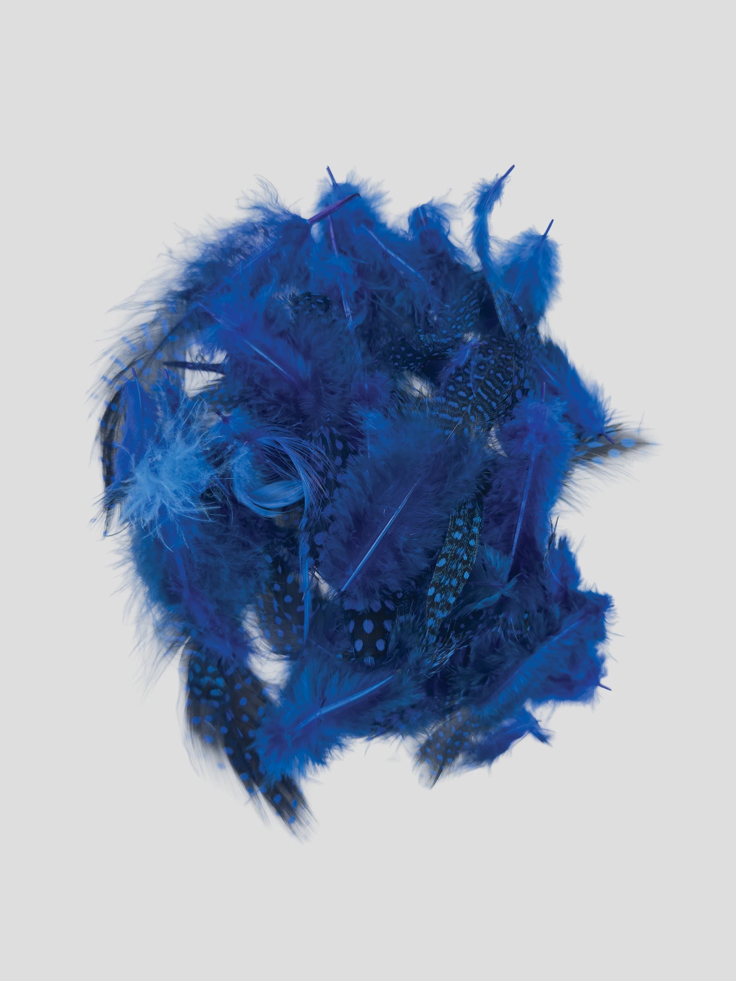 Gallina de guinea azul real