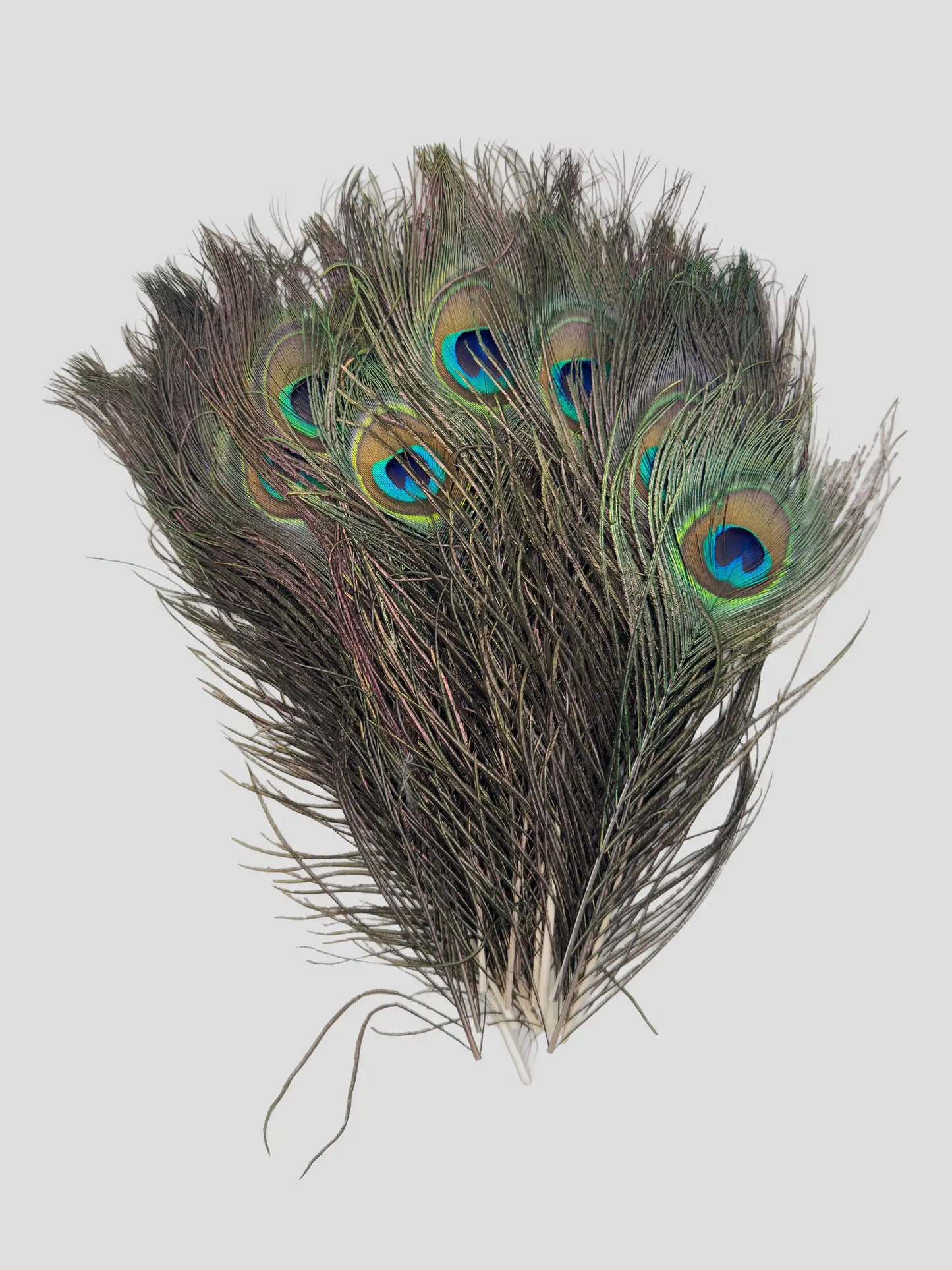 Pauwenveer natuur 25-30cm