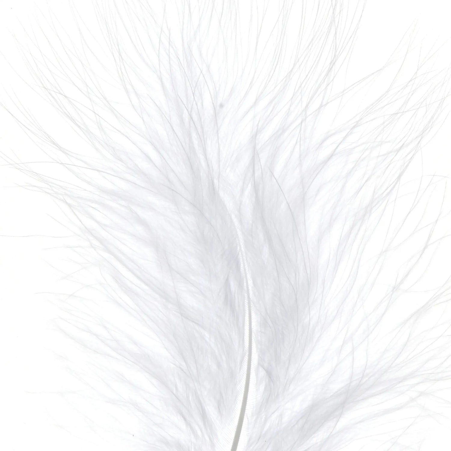 Witte veren