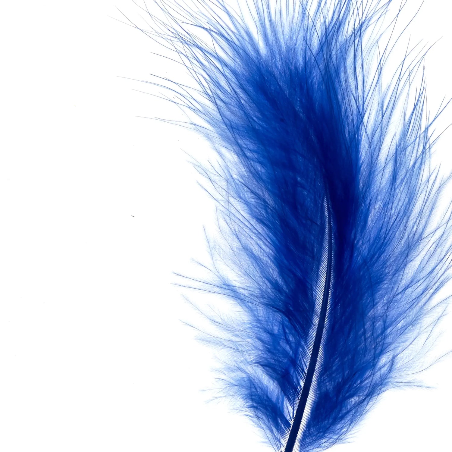 Blauwe veren
