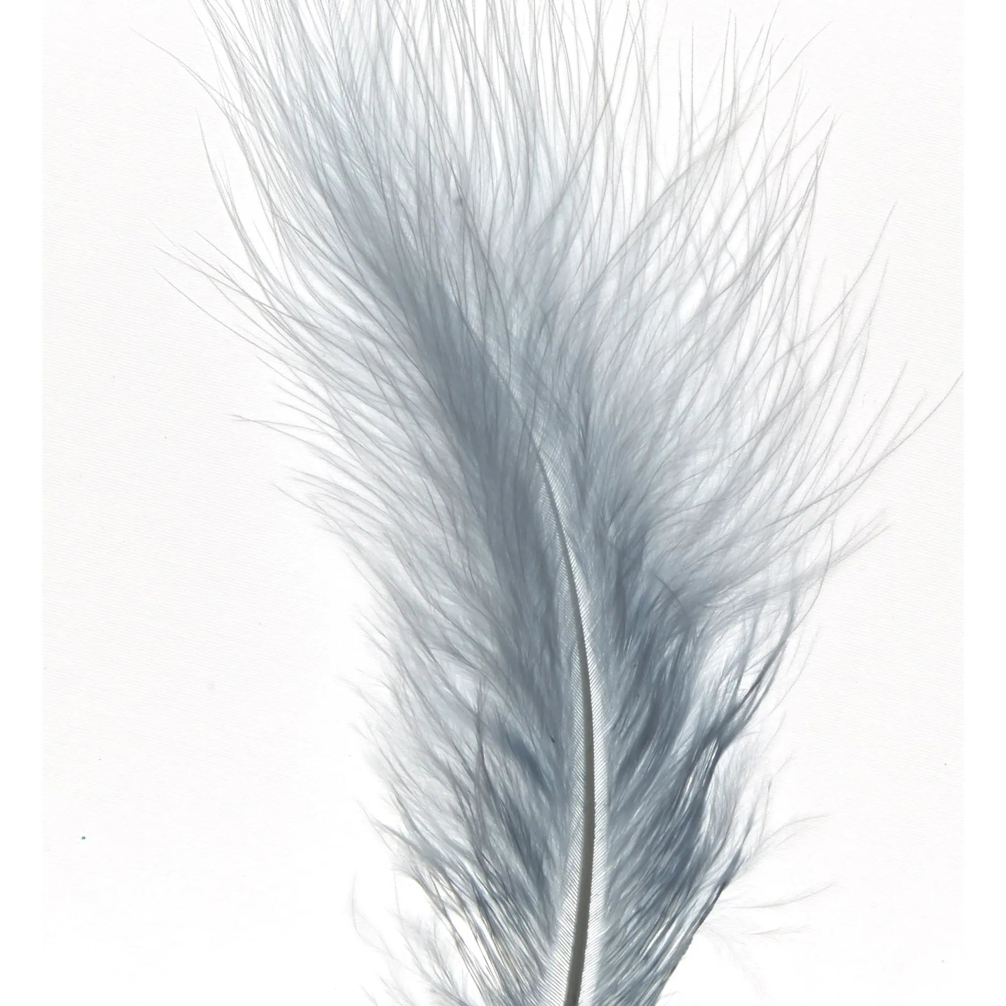 Grijze veren – Enkels Feathers