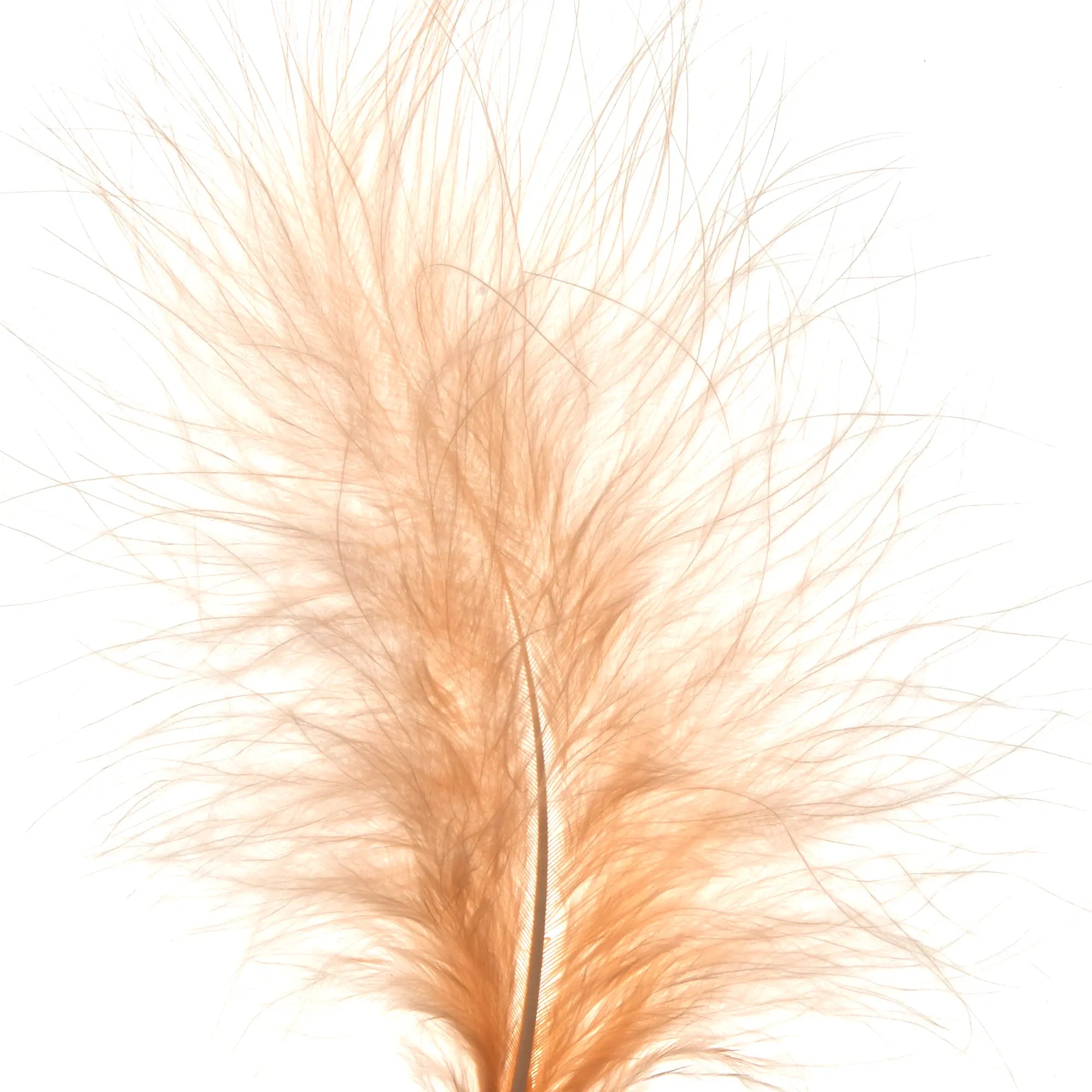 Roze veren – Enkels Feathers