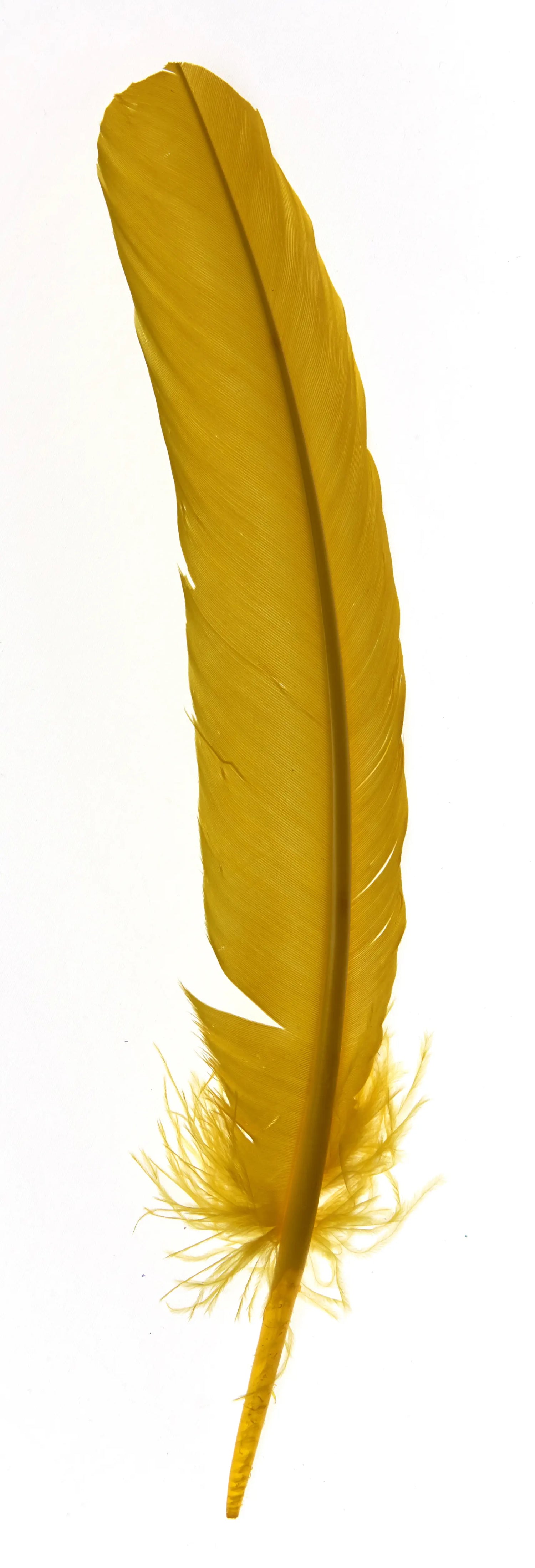 Gouden veren