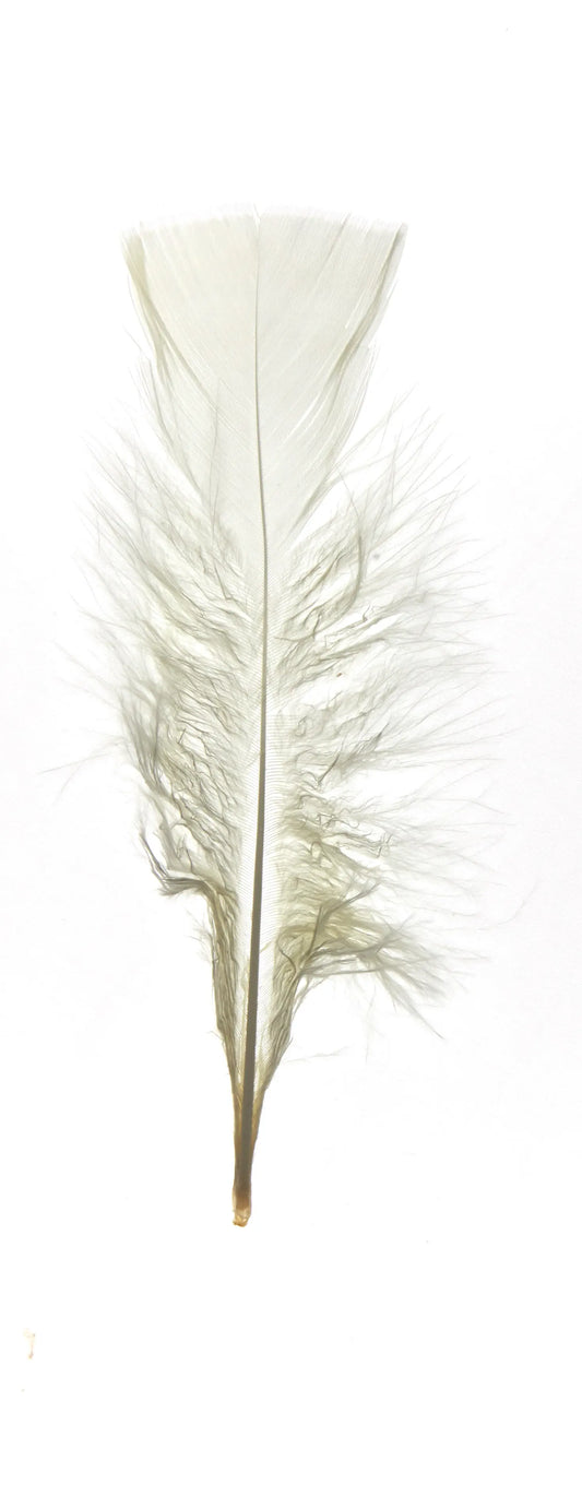Plumas planas 15cm nácar