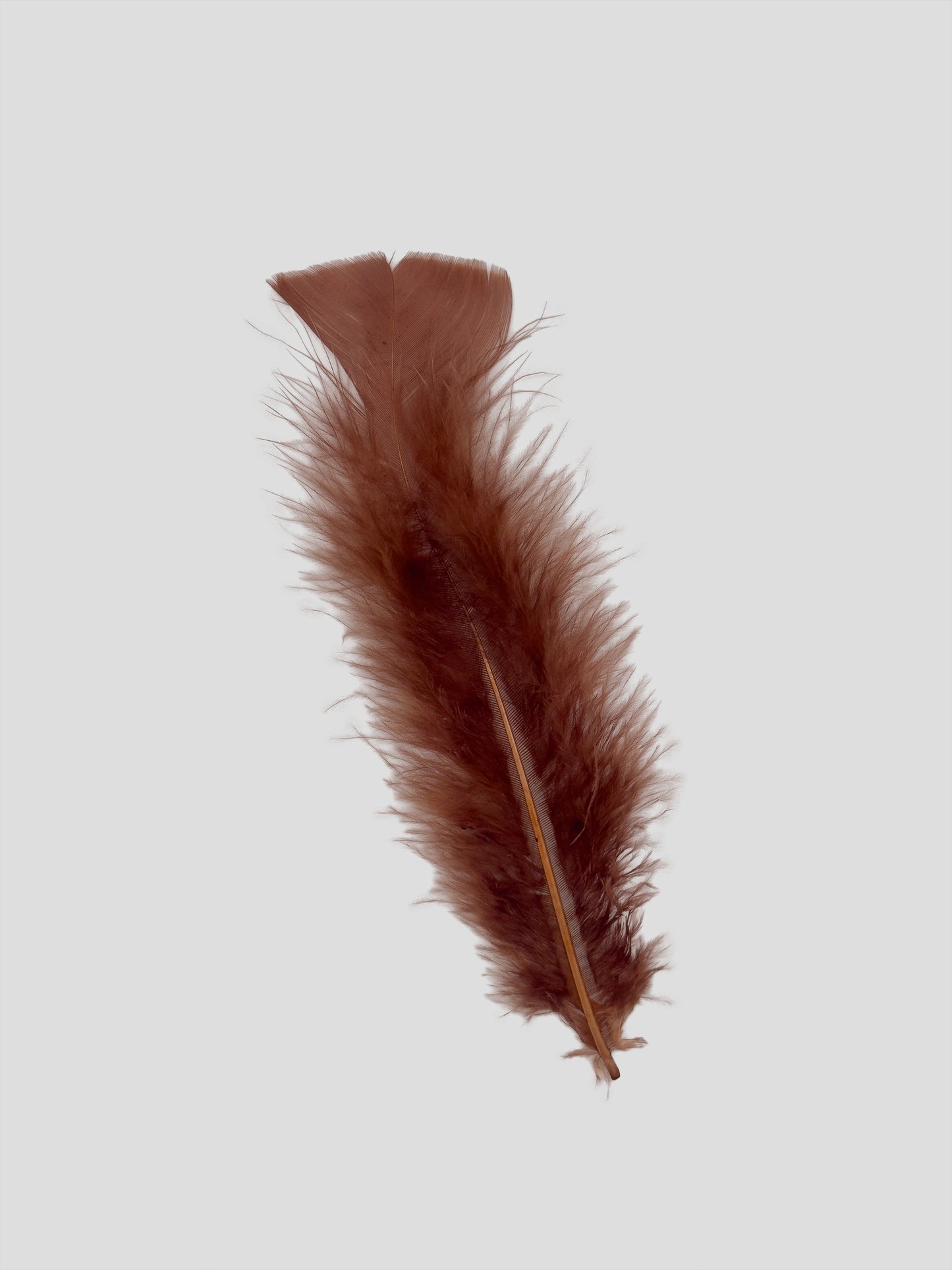 Piume piatte 15cm cioccolato