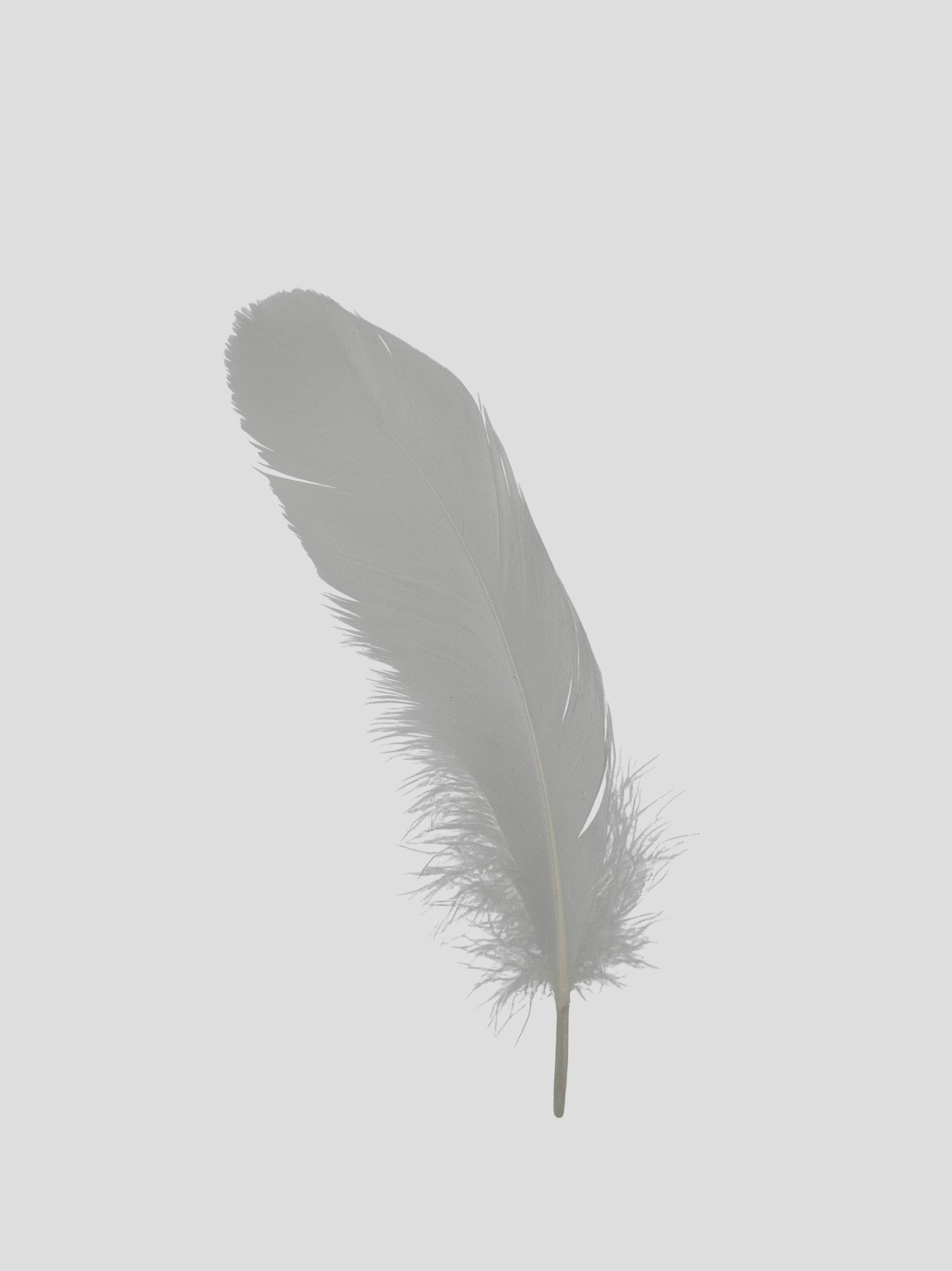 Oca nagoire 12-15cm bianche