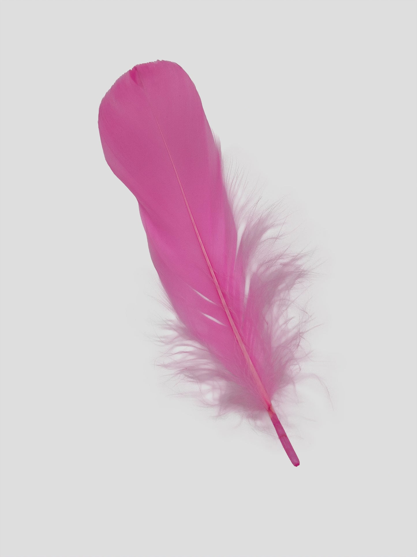 Nageoires 12-15cm helroze