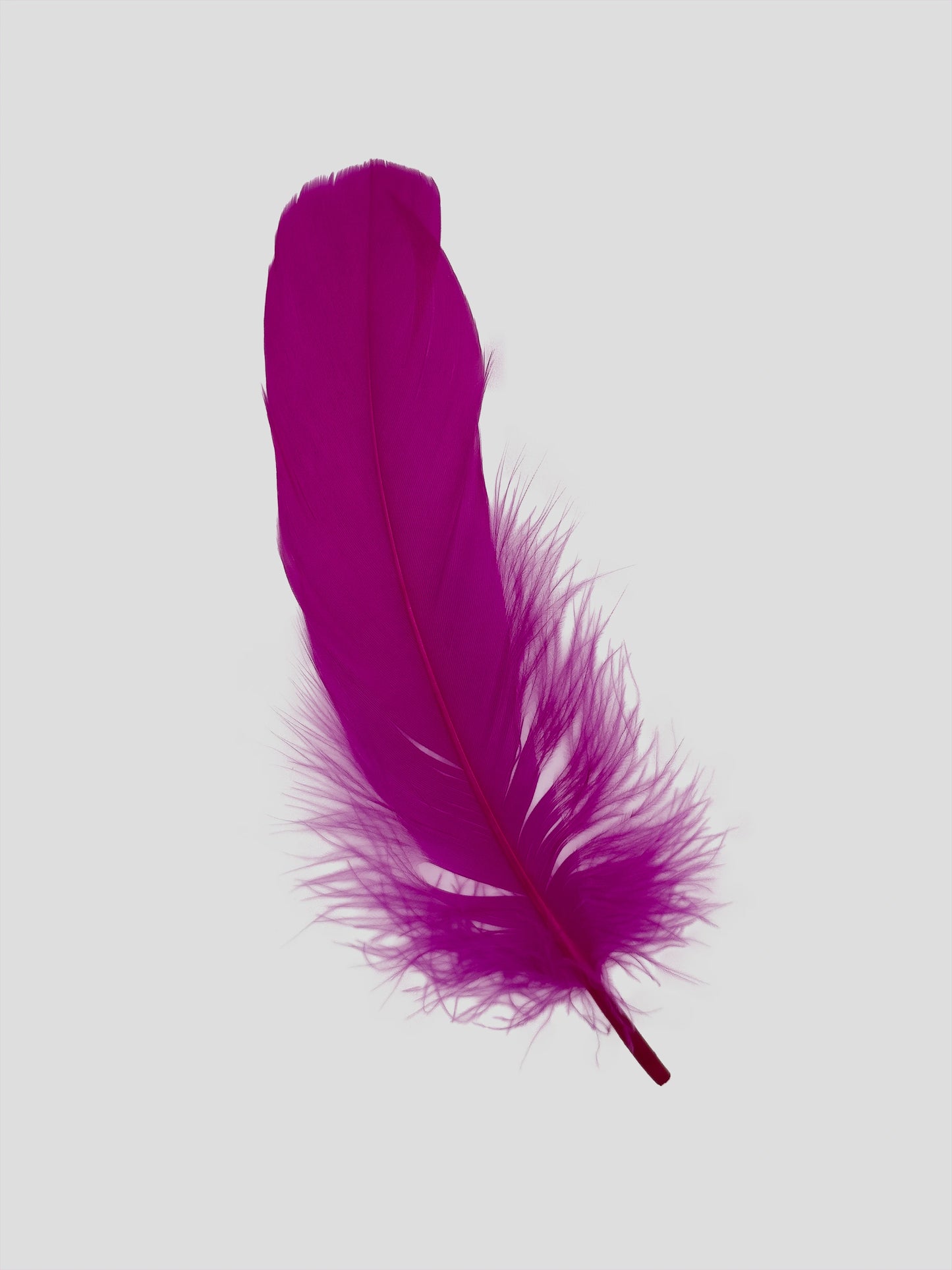Nageoires 12-15cm fuchsia
