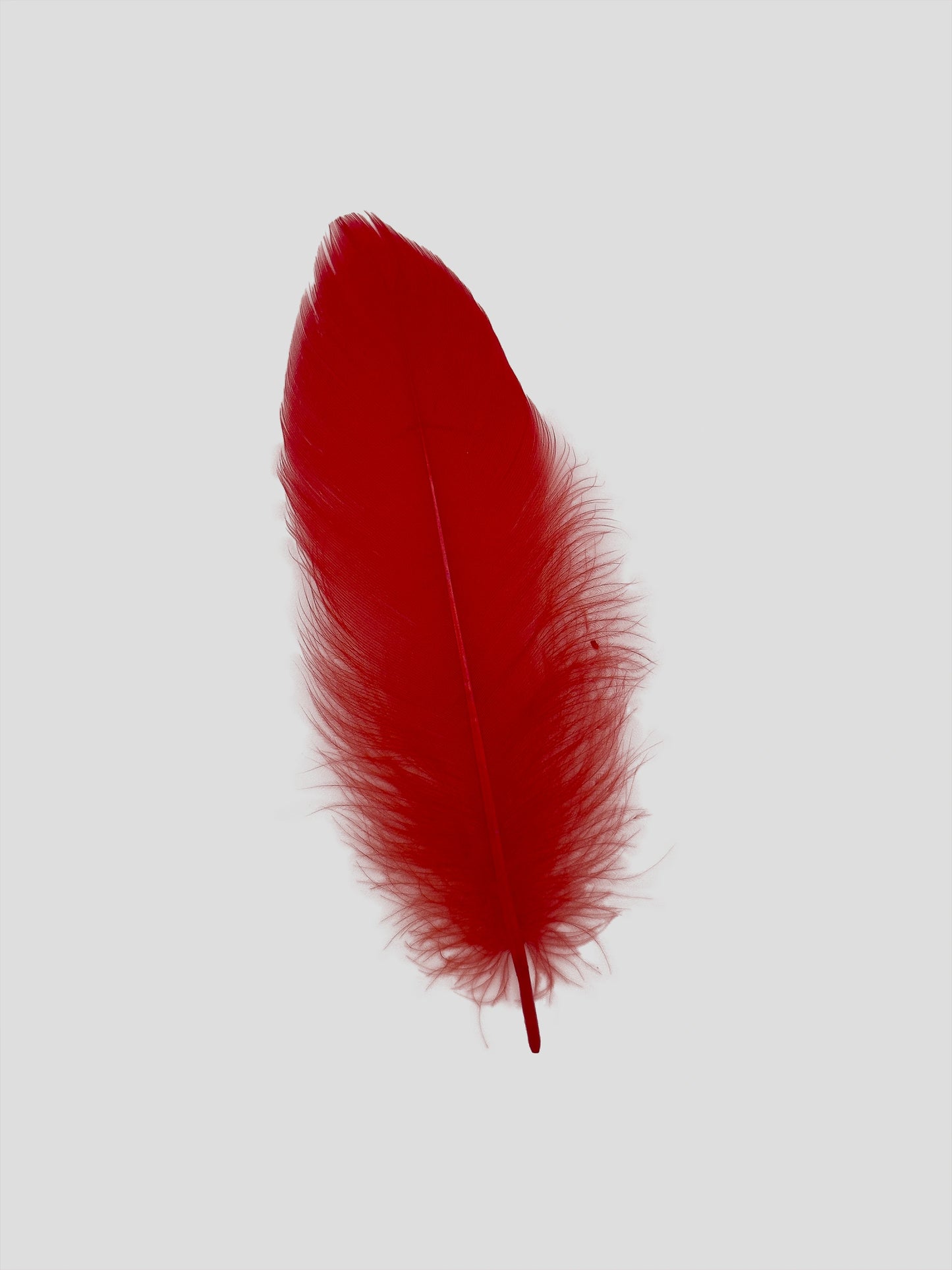 Oca nagoire 12-15cm rosse