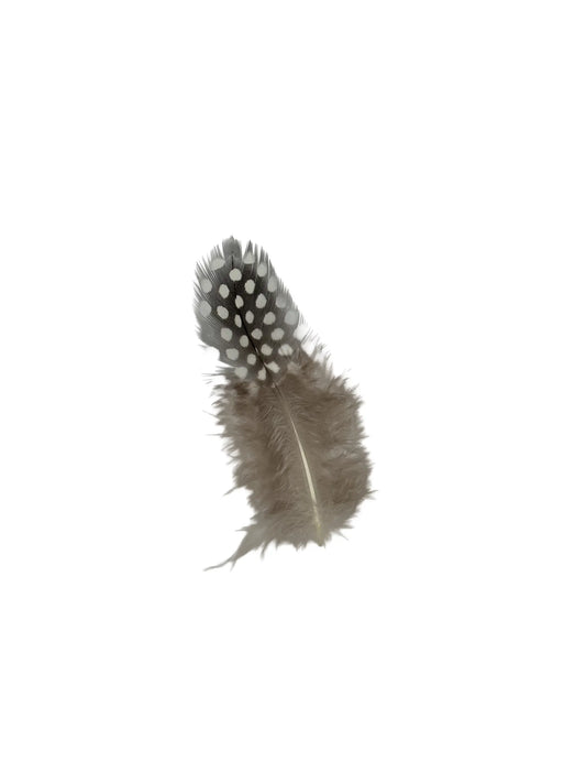 Gallina de guinea 5-10cm natural