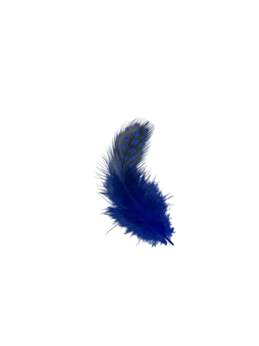 Gallina de guinea 5-10cm azul real