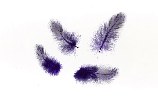 Gallina de guinea 5-10cm malva