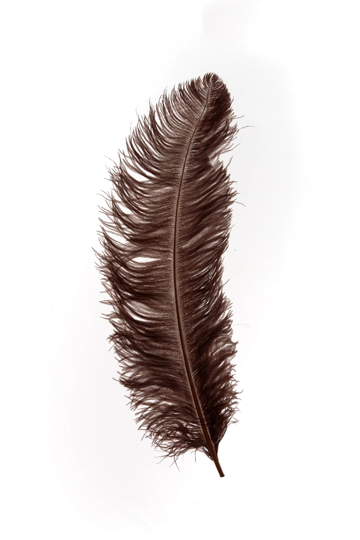 Sederia 66cm chocolate