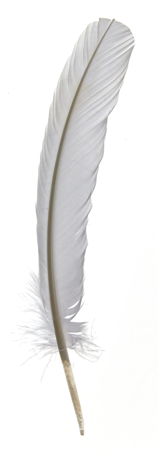 Plumas de ganso 25-30cm blanco